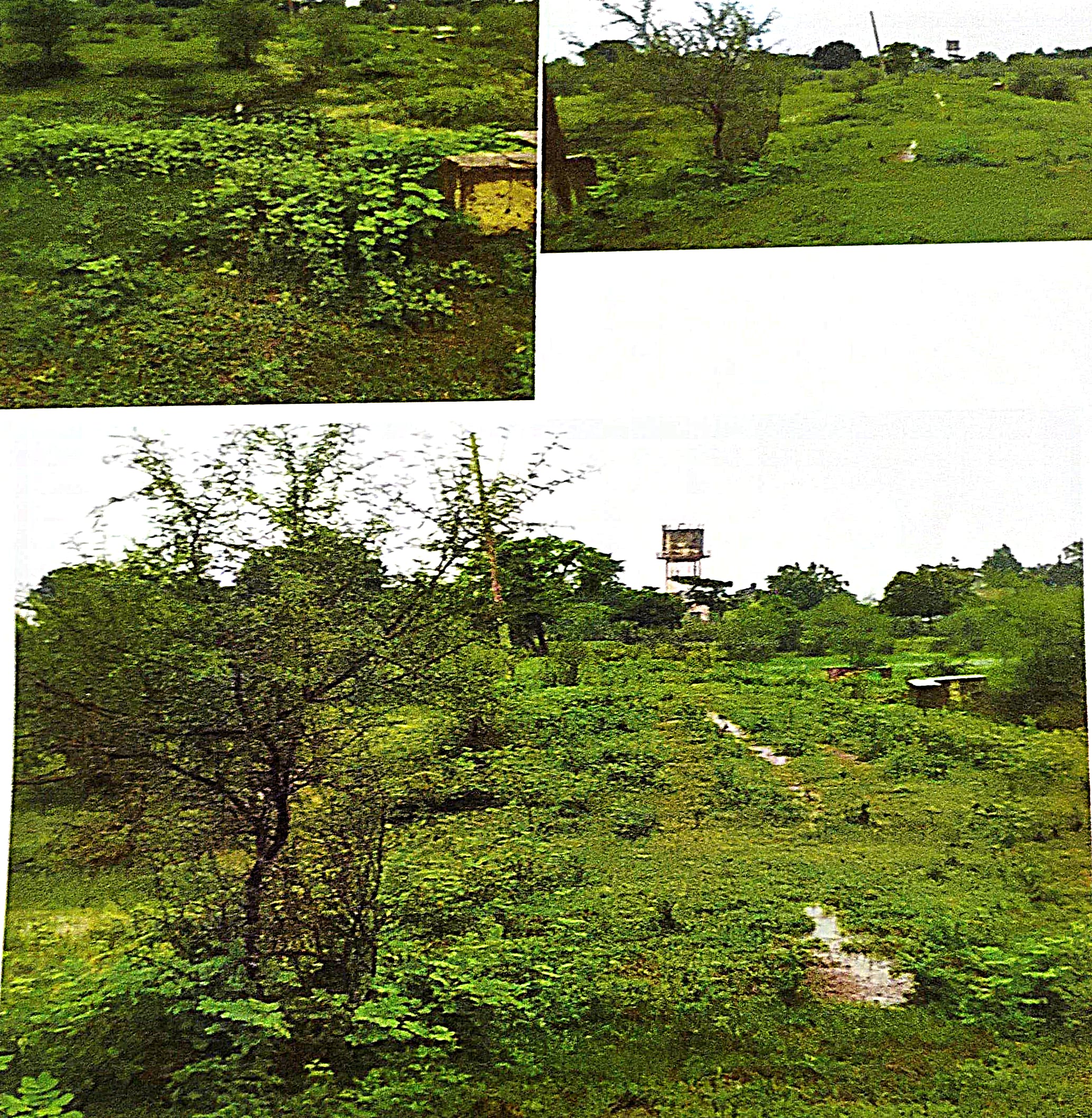 Plot for Sale in Warora — photo 2