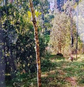 Dry Land for Sale in Kanakkalipadi on the side of mlakandom road, Kattappana — photo 1
