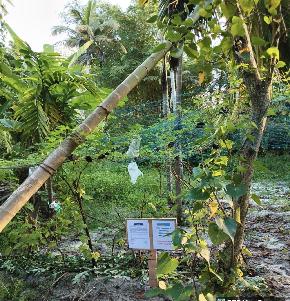 Plot for Sale in VAYALAR, Pallippuram Alappuzha — photo 1