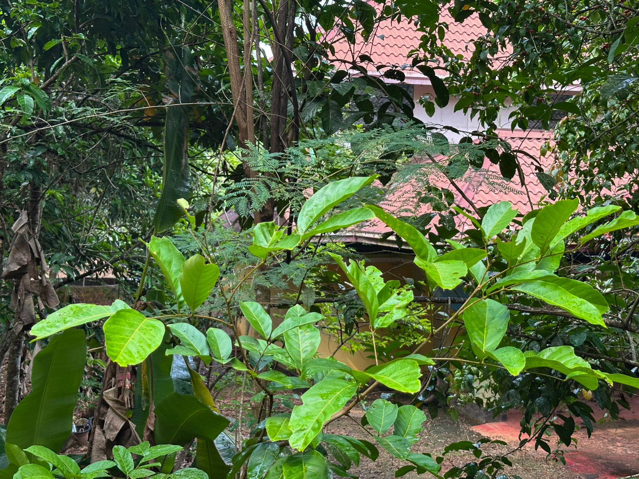 Individual House for Sale in IRINJALAKKUDA, Avittathur — photo 3