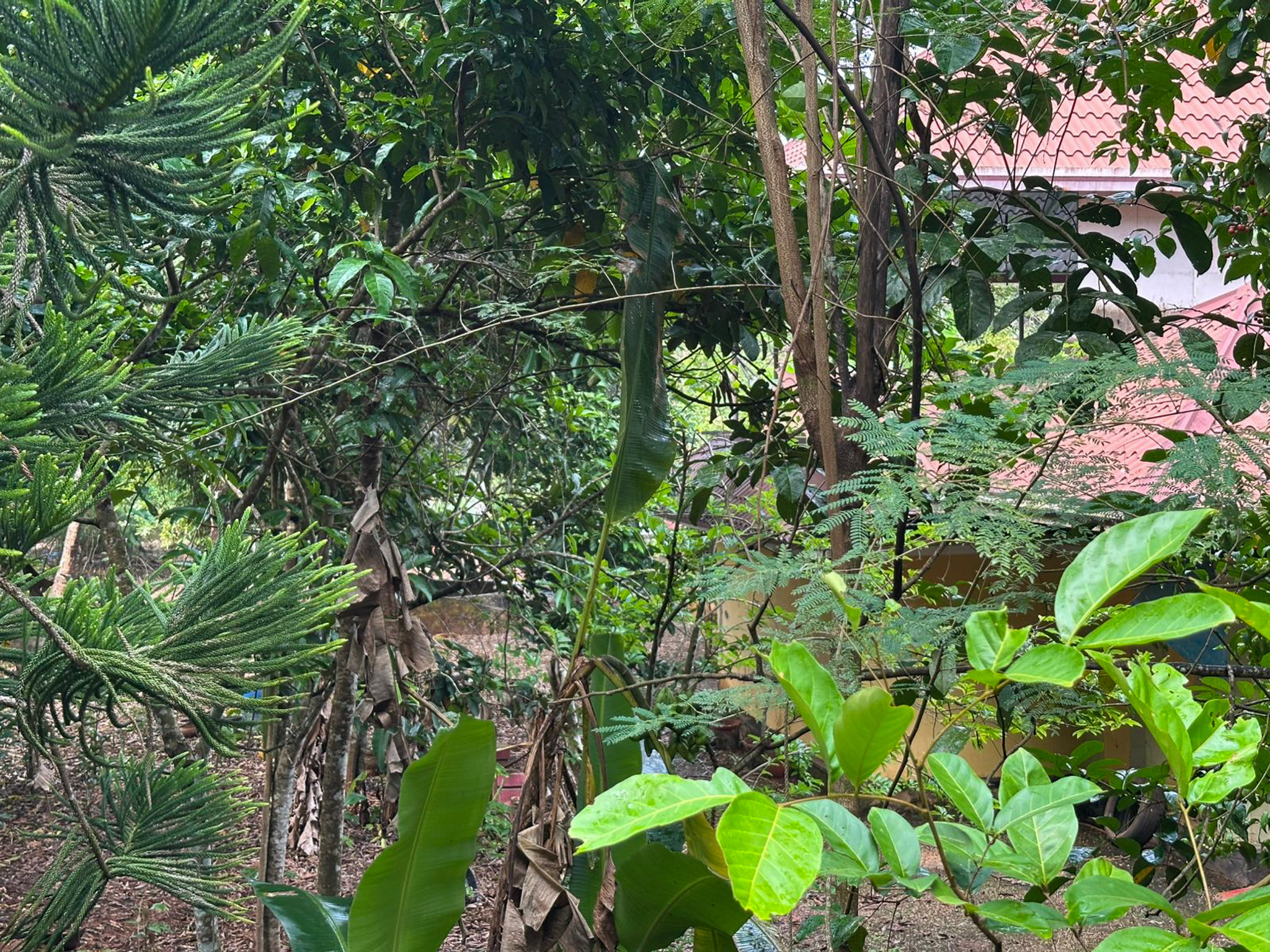Individual House for Sale in IRINJALAKKUDA, Avittathur — photo 6