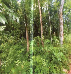 Plot for Sale in Malayinkeezhu — photo 1