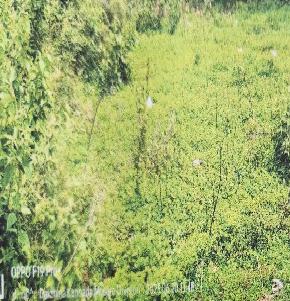 VACANT LAND for Sale in Puttur — photo 1