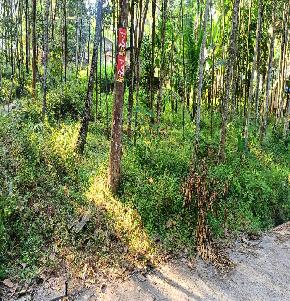 Plot for Sale in Thiruvananthapuram — photo 1
