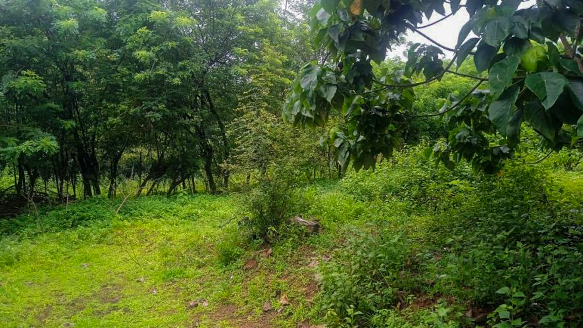 Individual House for Sale in Kasargod — photo 5