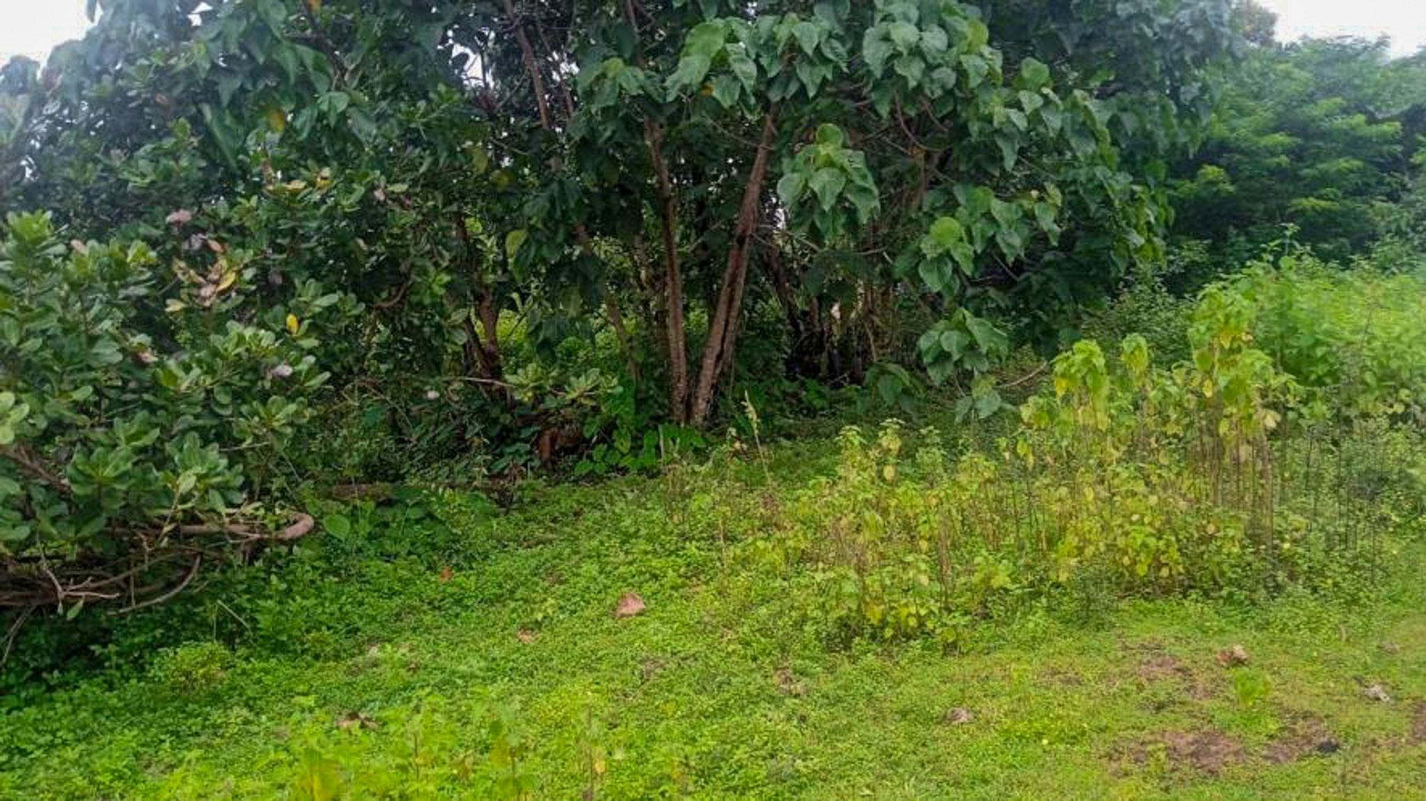 Individual House for Sale in Kasargod — photo 6