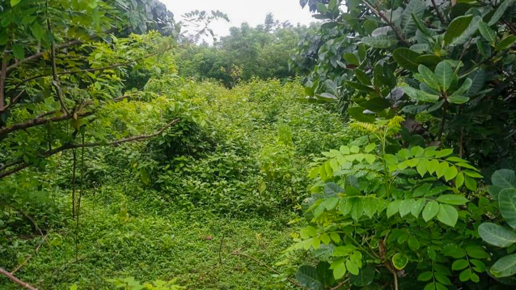 Individual House for Sale in Kasargod — photo 7