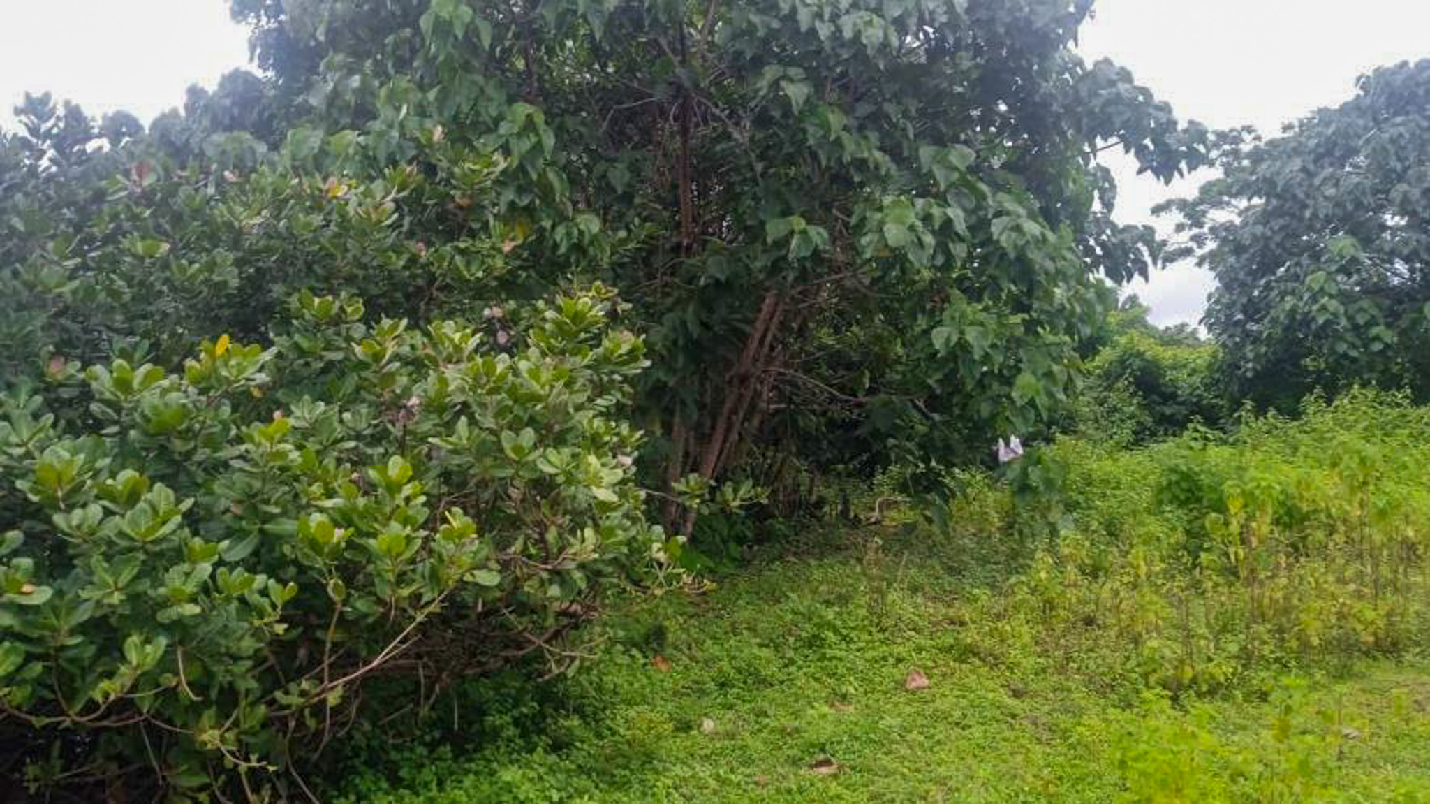 Individual House for Sale in Kasargod — photo 8