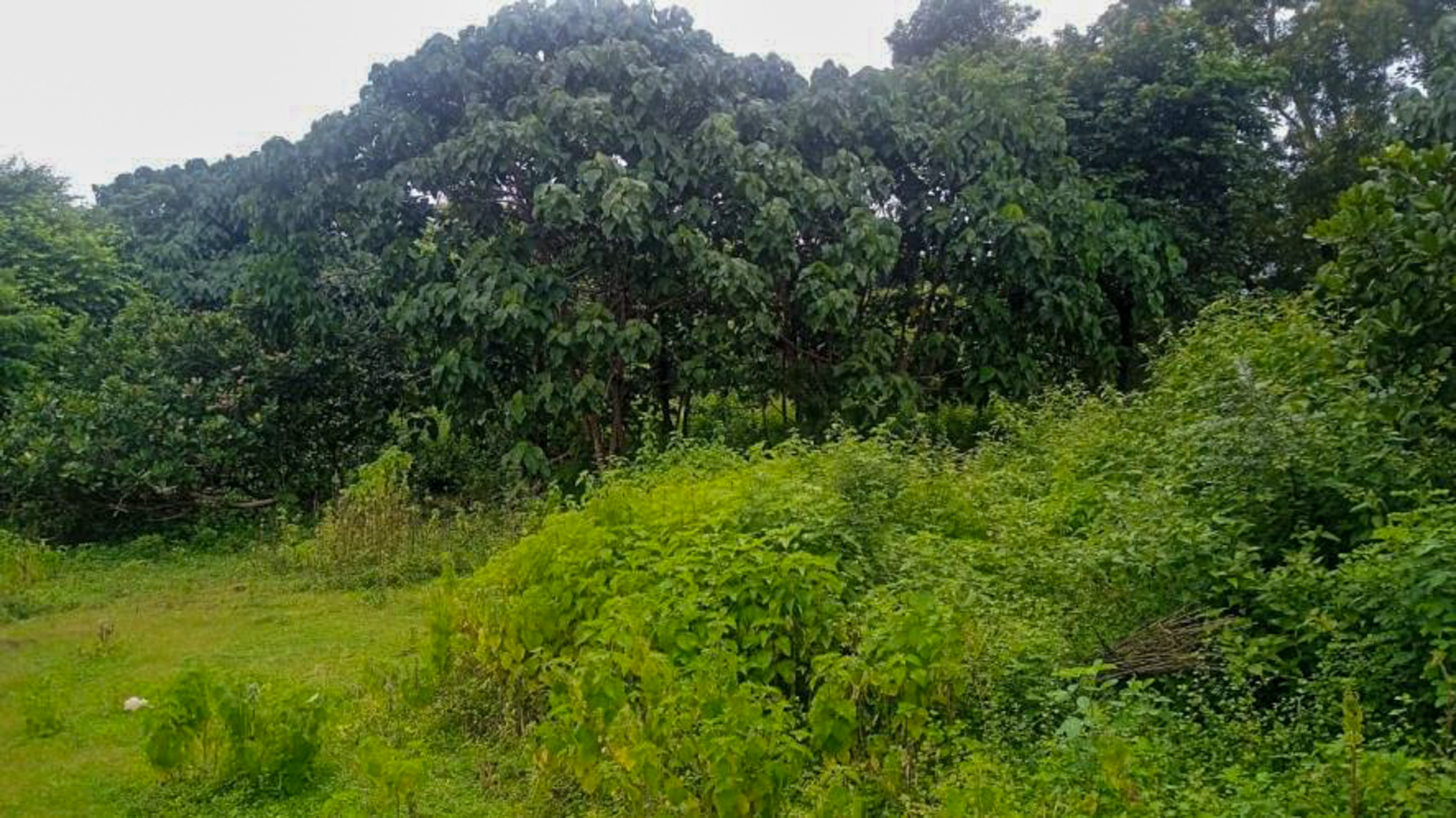 Individual House for Sale in Kasargod — photo 10