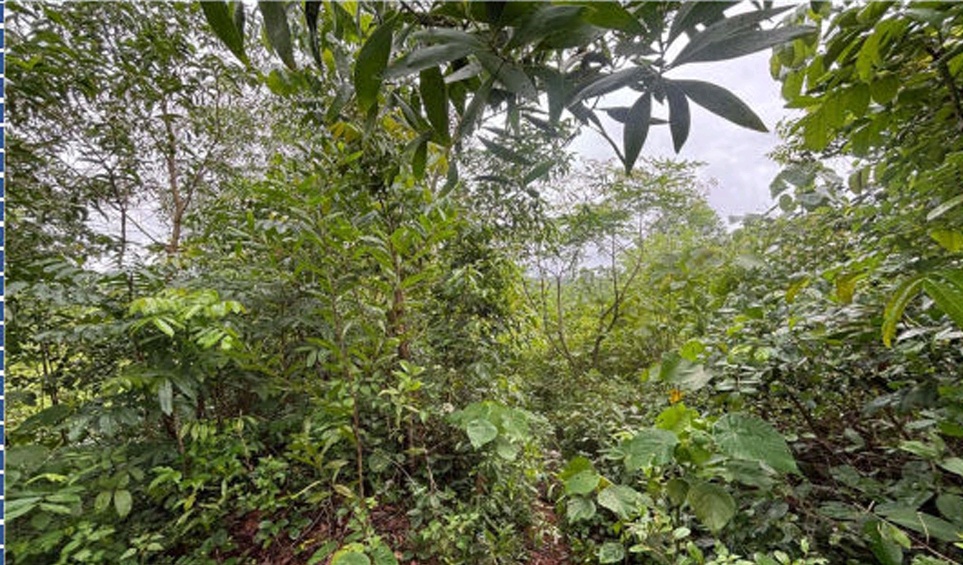 Plot for sale in Kasargod — photo 1