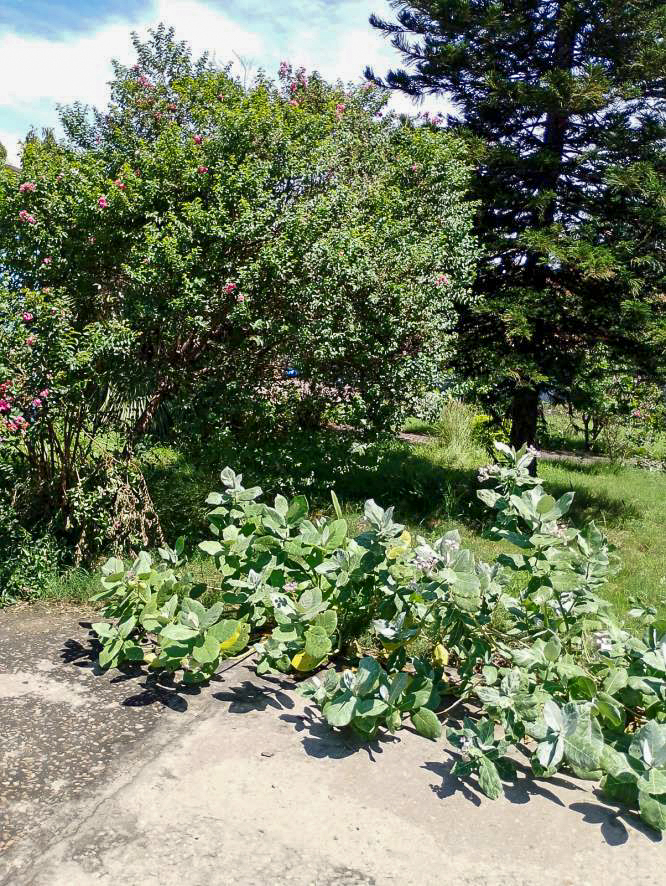 Shed with Plant and Machinery for sale in Samba — photo 20