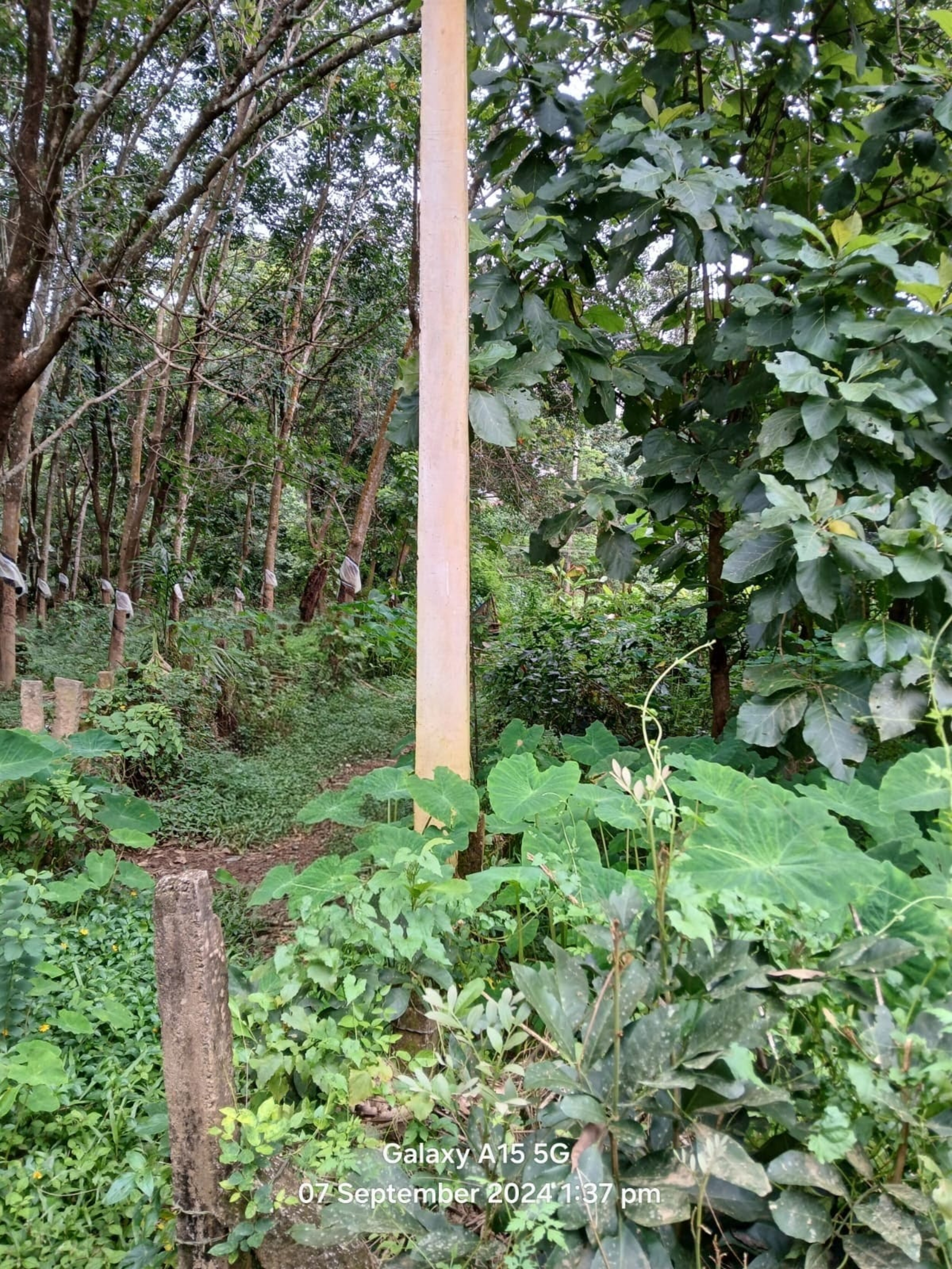 Plot for sale in Nilambur — photo 7