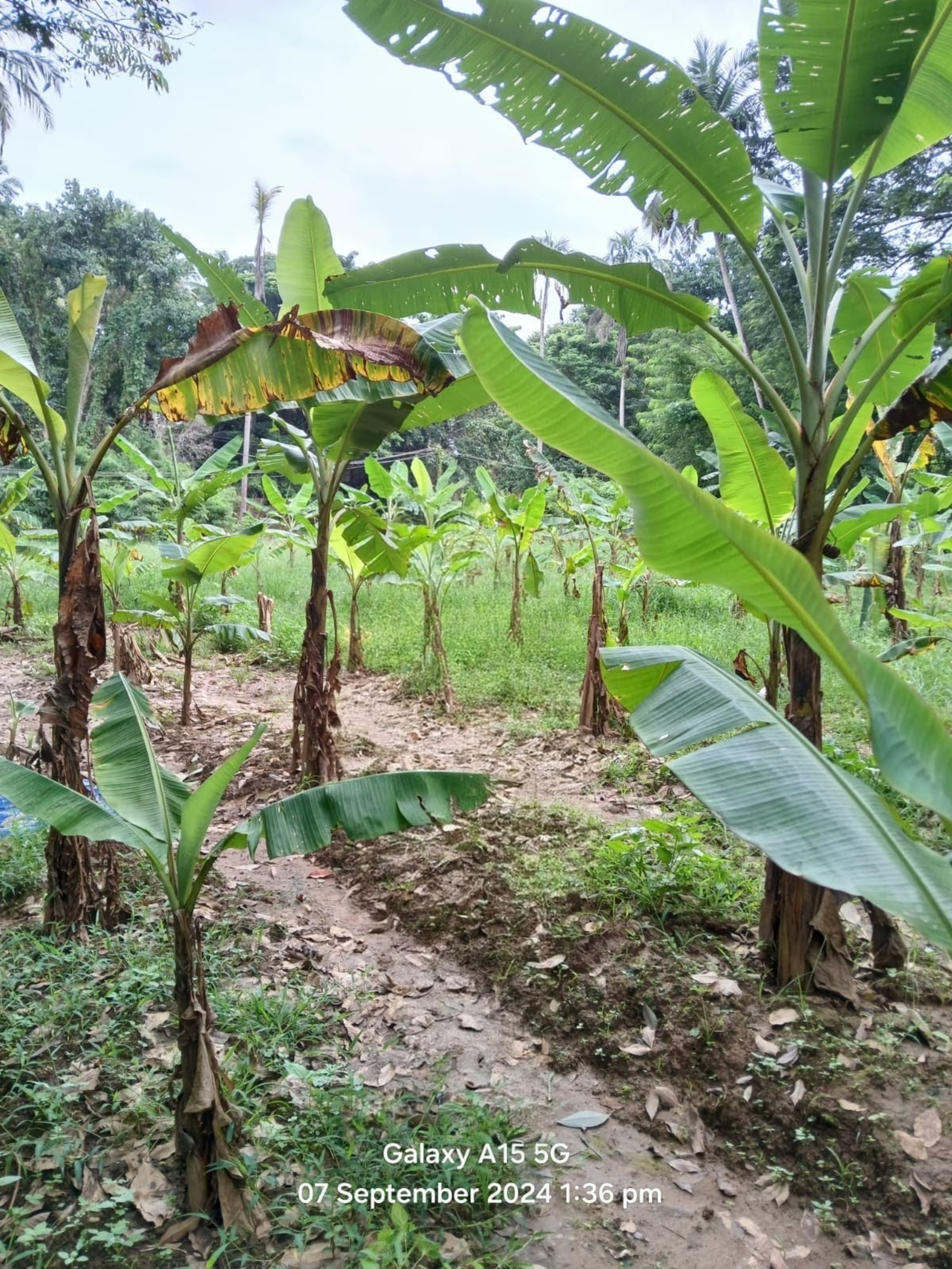 Plot for sale in Nilambur — photo 2