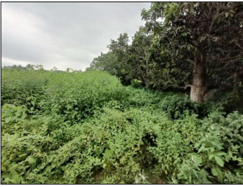 VACANT LAND for sale in CHAMPAPUKUR , BASIRHAT NORTH 24 PGS 743291 Basirhat — photo 2
