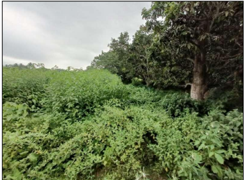 VACANT LAND for sale in CHAMPAPUKUR , BASIRHAT NORTH 24 PGS 743291 Basirhat — photo 4