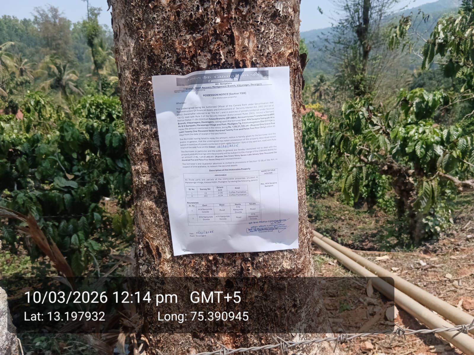 COFFEE PLANTATION for sale in marasanige Mudigere — photo 2