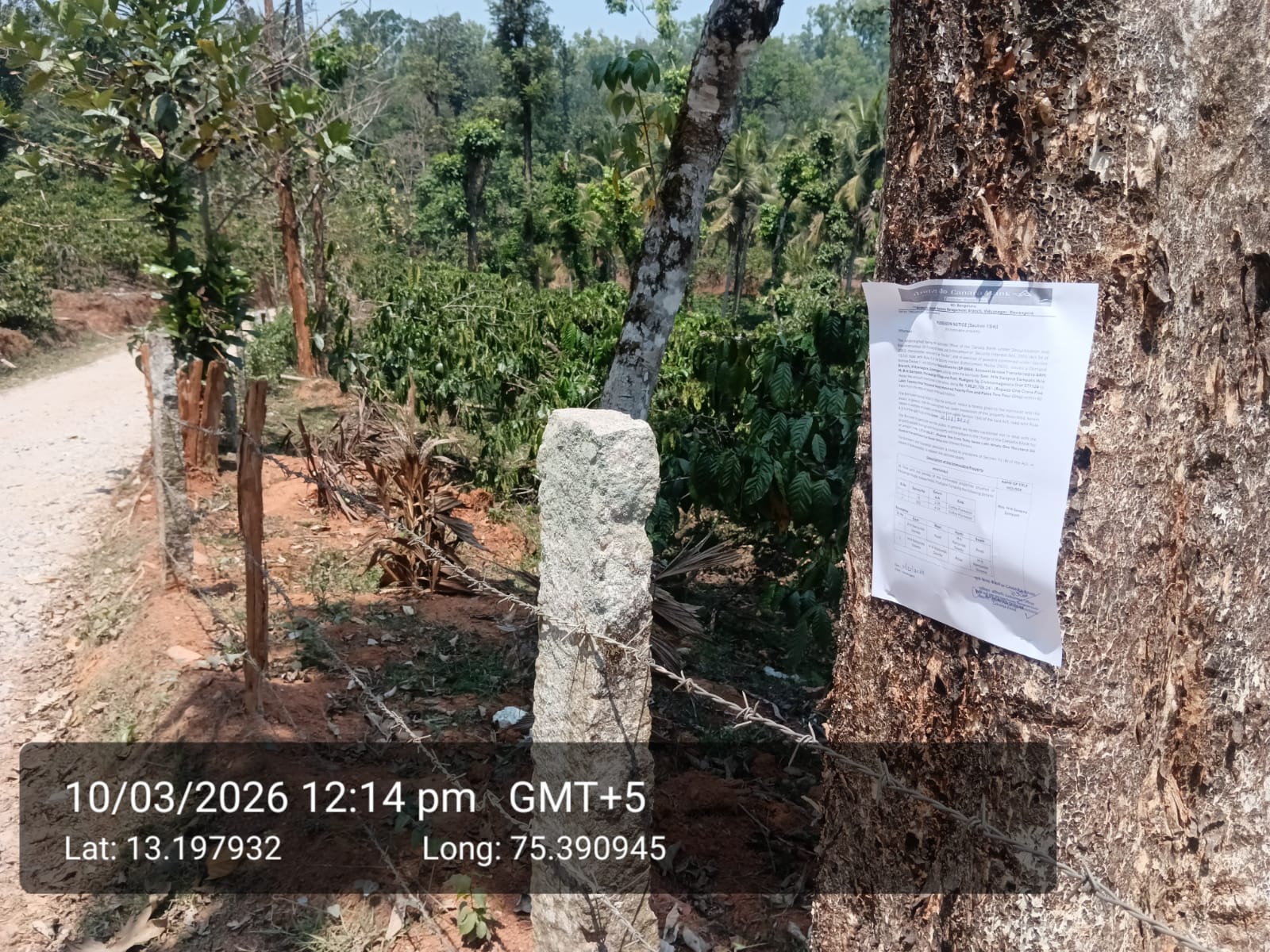 COFFEE PLANTATION for sale in marasanige Mudigere — photo 3