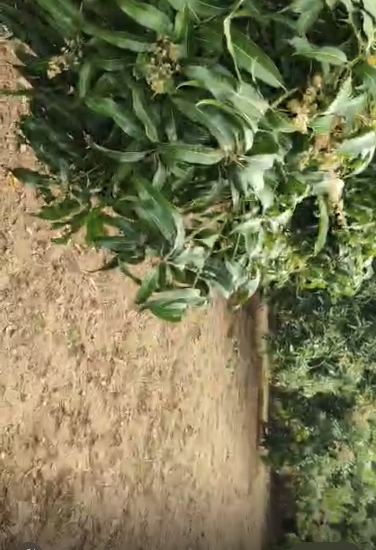 Plot for sale in Natham — photo 6