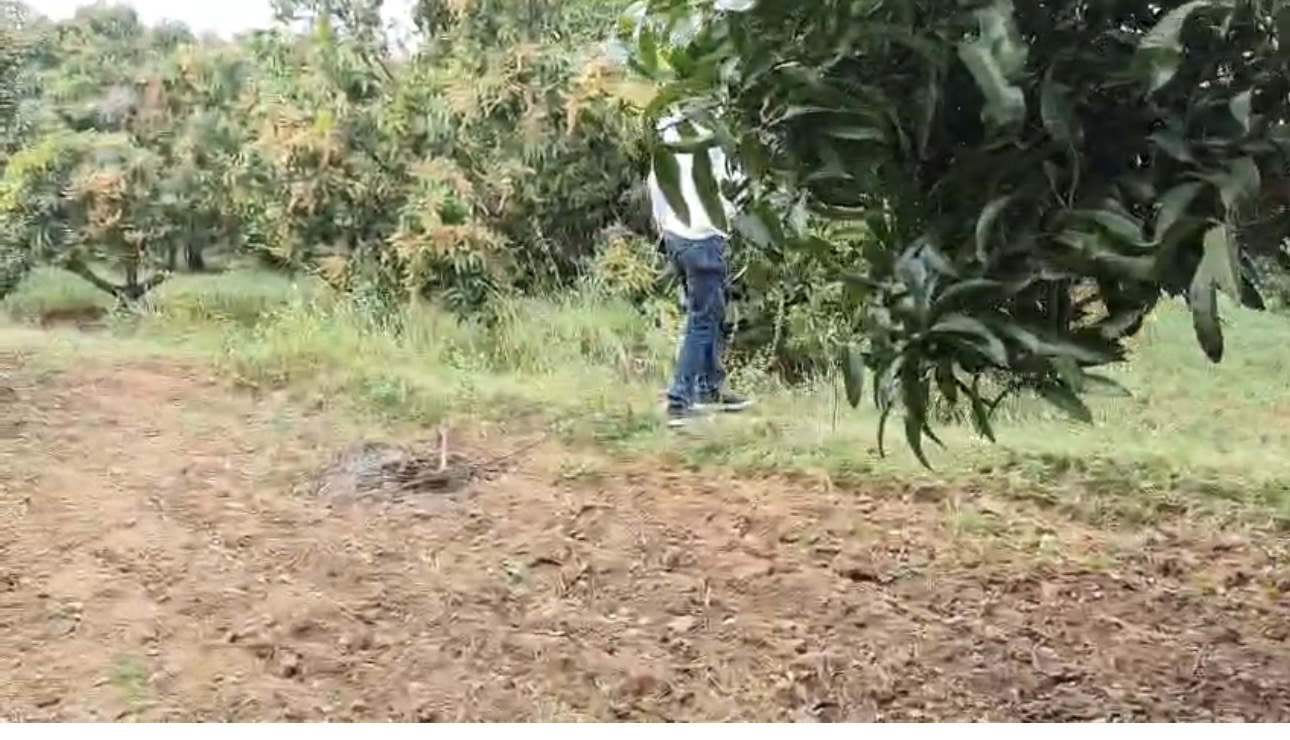 Plot for sale in Natham — photo 5