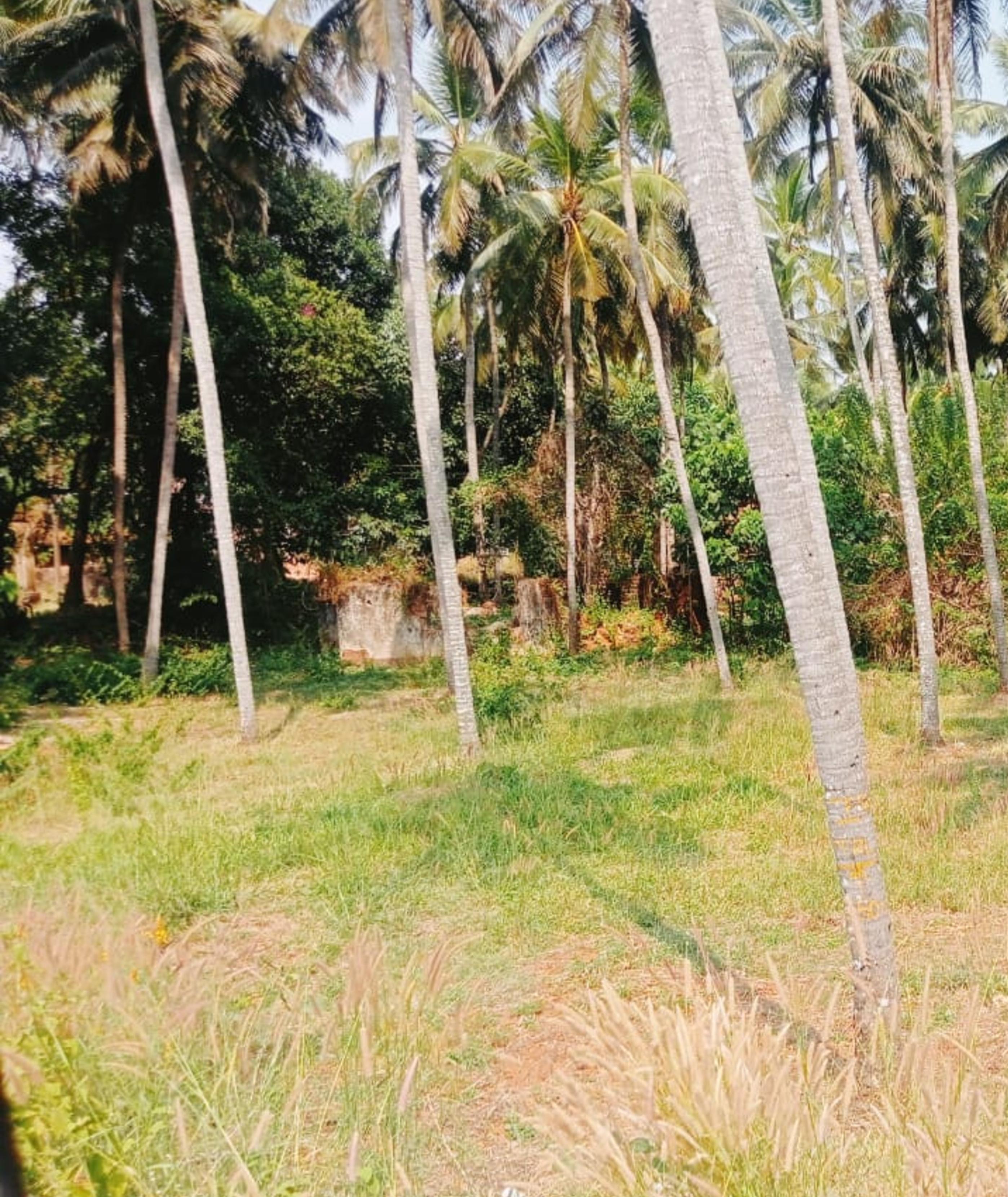 Plot for sale in Chengala — photo 3
