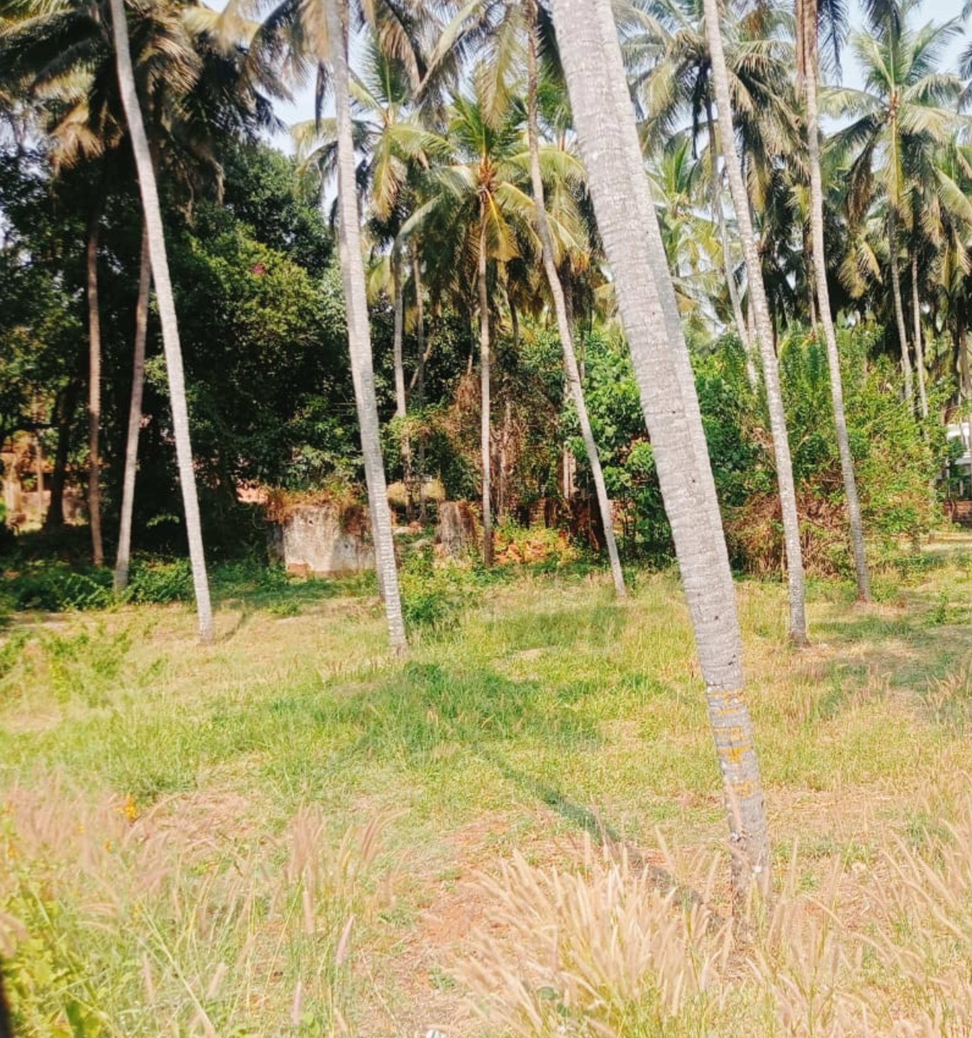 Plot for sale in Chengala — photo 7