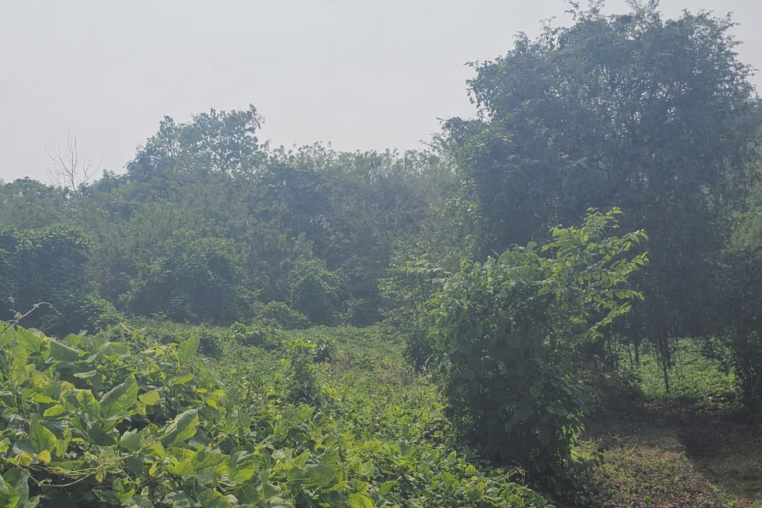 LAND for sale in KILLANNUR VILLAGE Killannur — photo 1