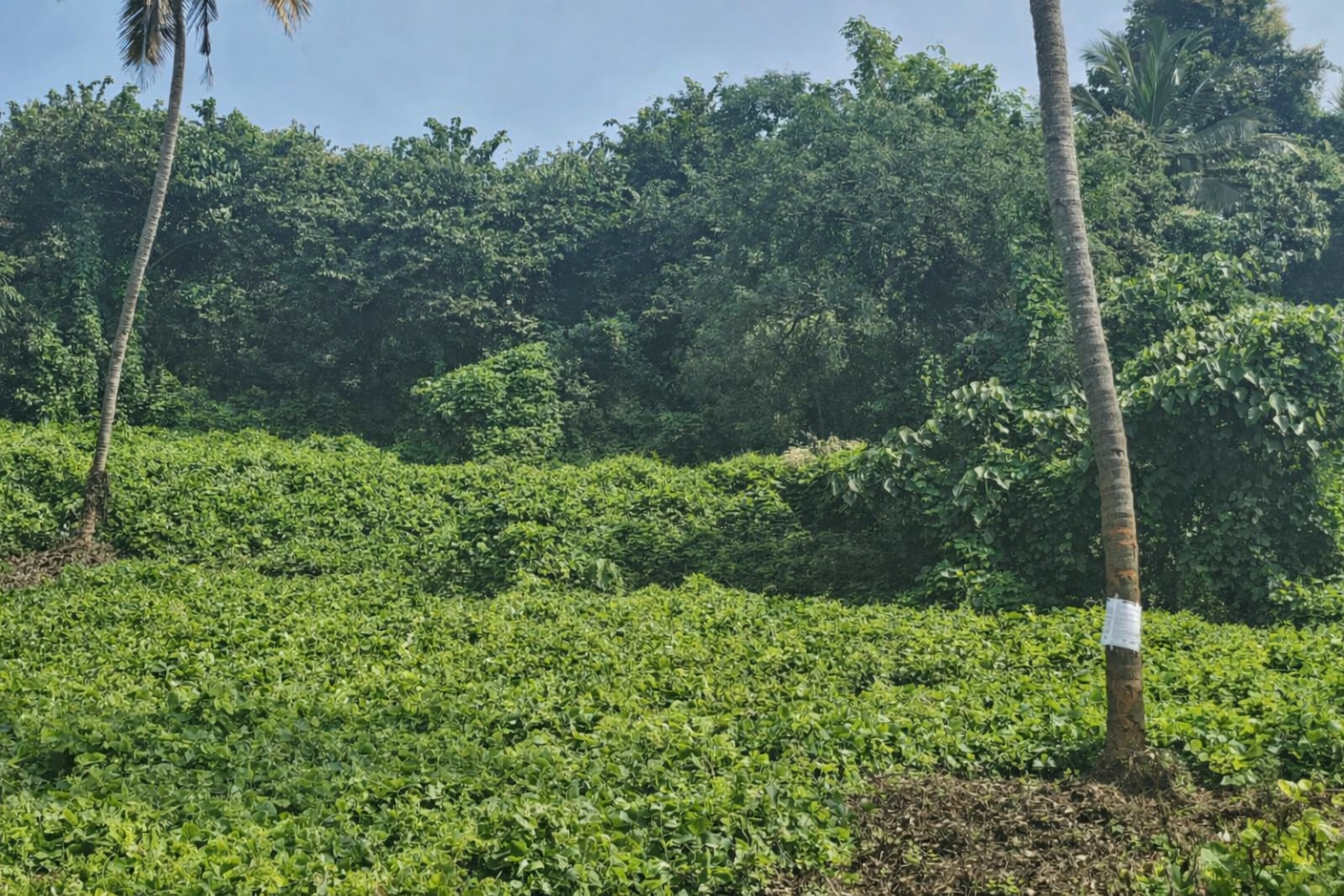 LAND for sale in KILLANNUR Killannur — photo 1