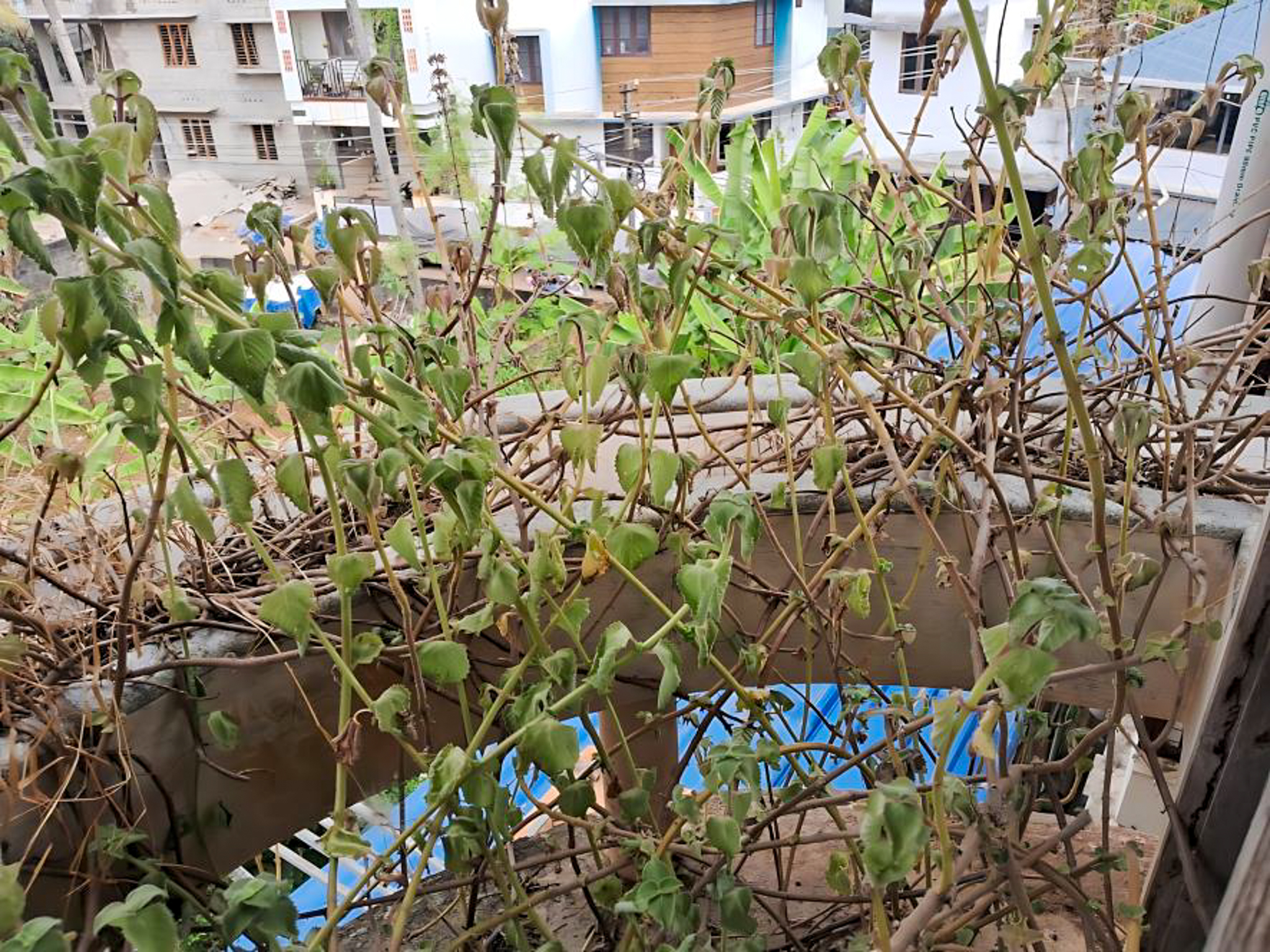 5 BHK Individual House for sale in NA, OOROOTUPARAMBA NEAR MUDAVANMUGHAL NEAR ST MARYS RESIDENTIAL SCHOOL, THIRUMALA Thiruvananthapuram — photo 24