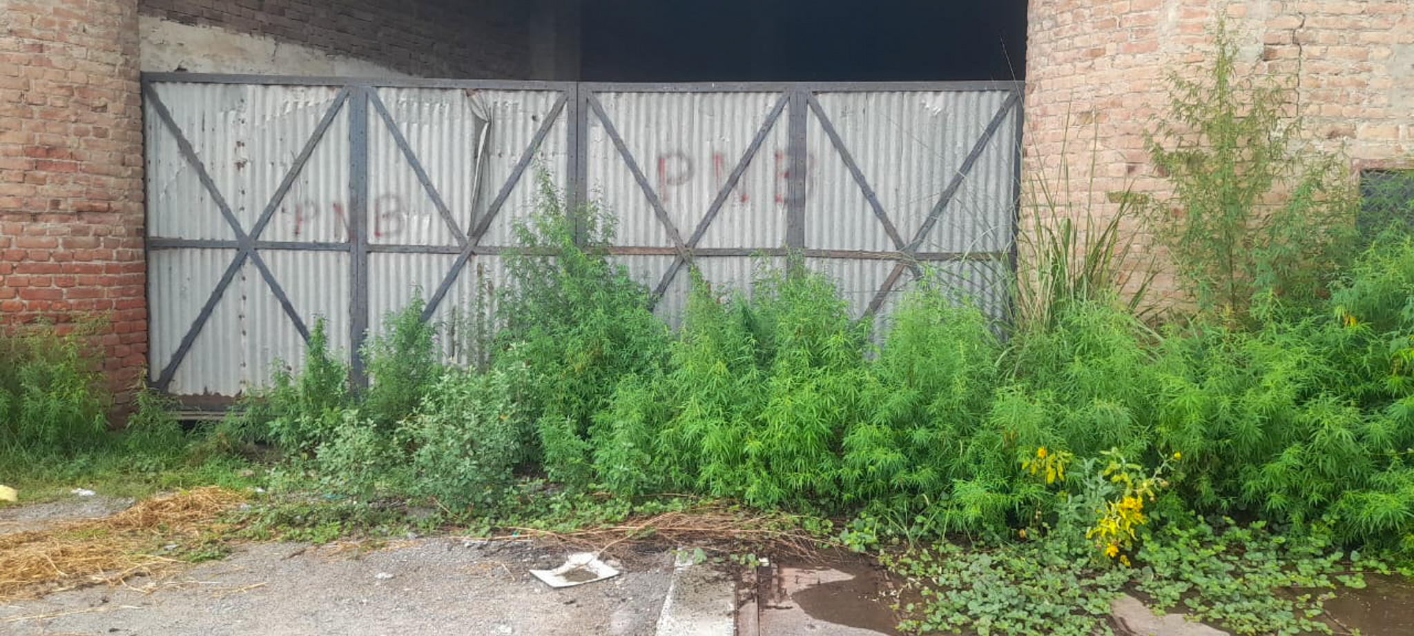 Industrial Plot with Factory Building for sale in Jalalabad — photo 37