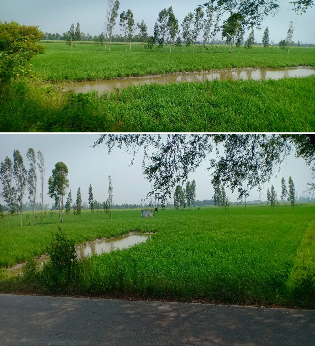 Plot for sale in Bazpur — photo 1