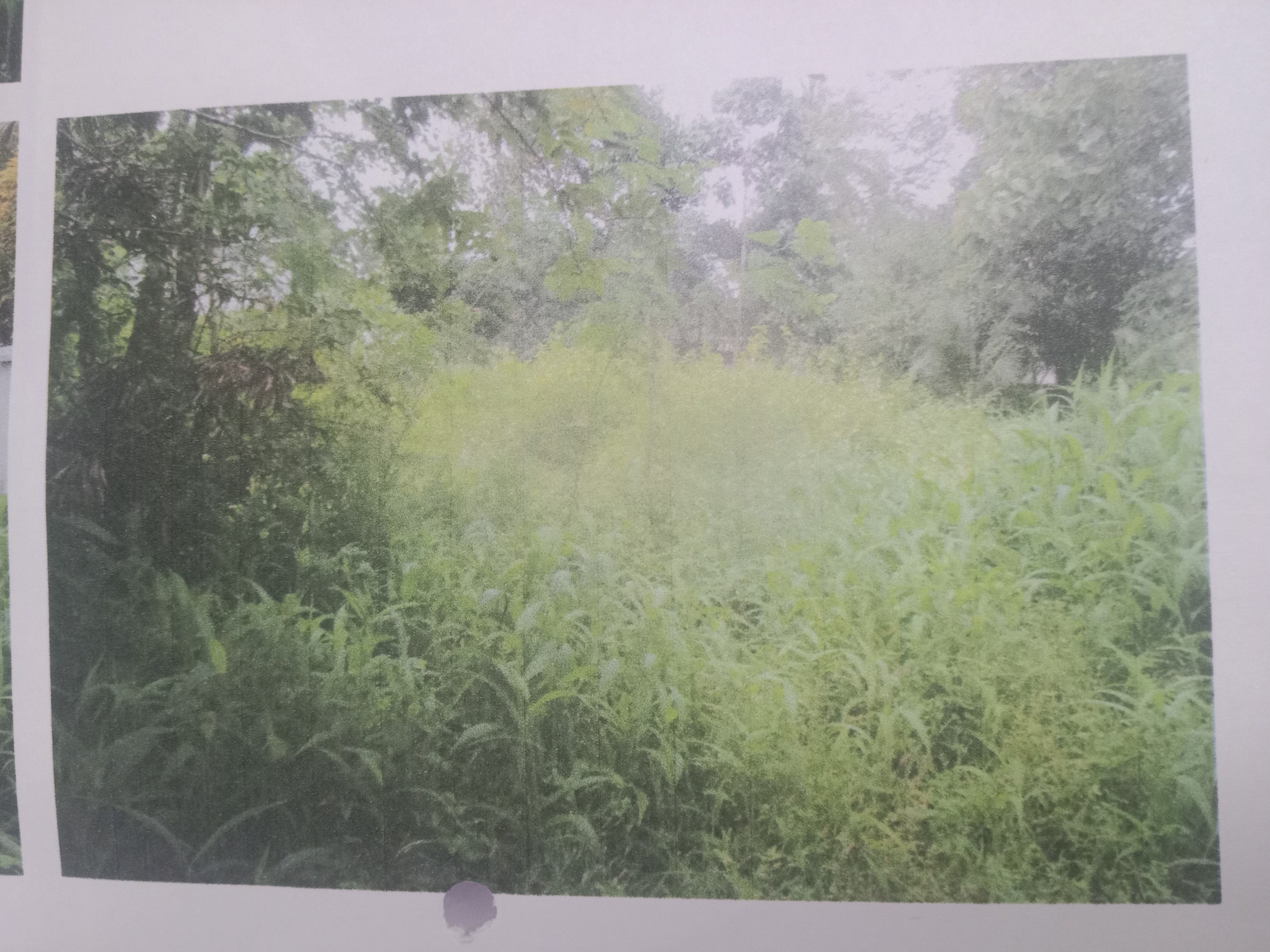 Plot for sale in Athirampuzha