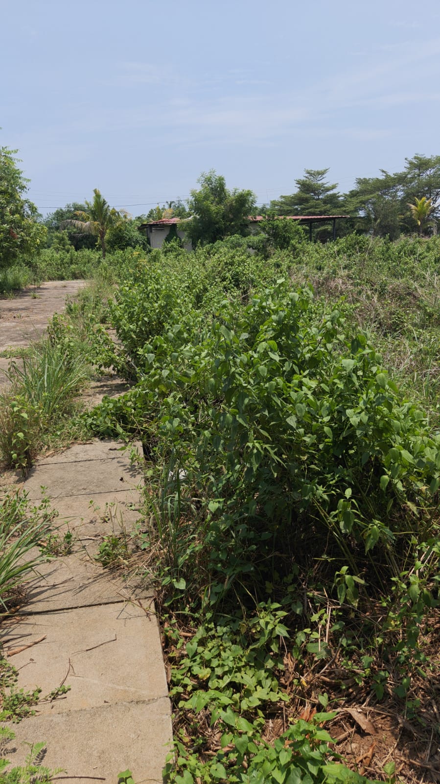 1792 square feet Plot for sale in KANTAPADA Talcher — photo 4
