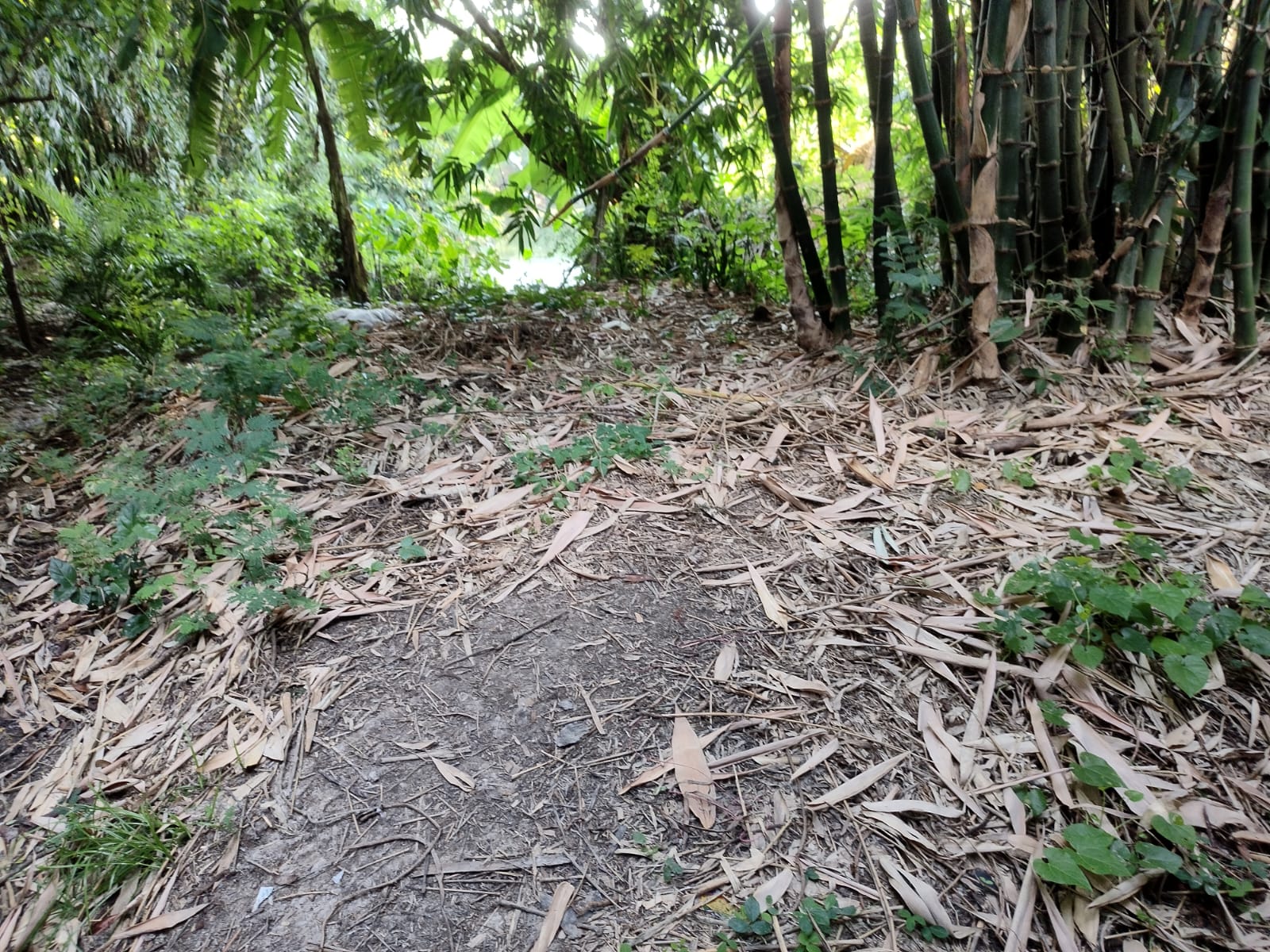 Plot for sale in Village Saranga Paschimpara, PS Khandaghosh,Burdwan 713423 Sehara