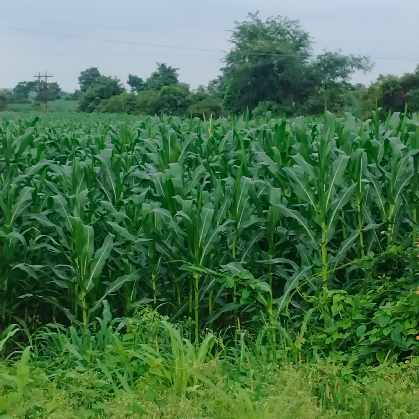 0.65 Hectares Khasra No.123/8 at Village Simariya Seoni MP for sale in Seoni — photo 4