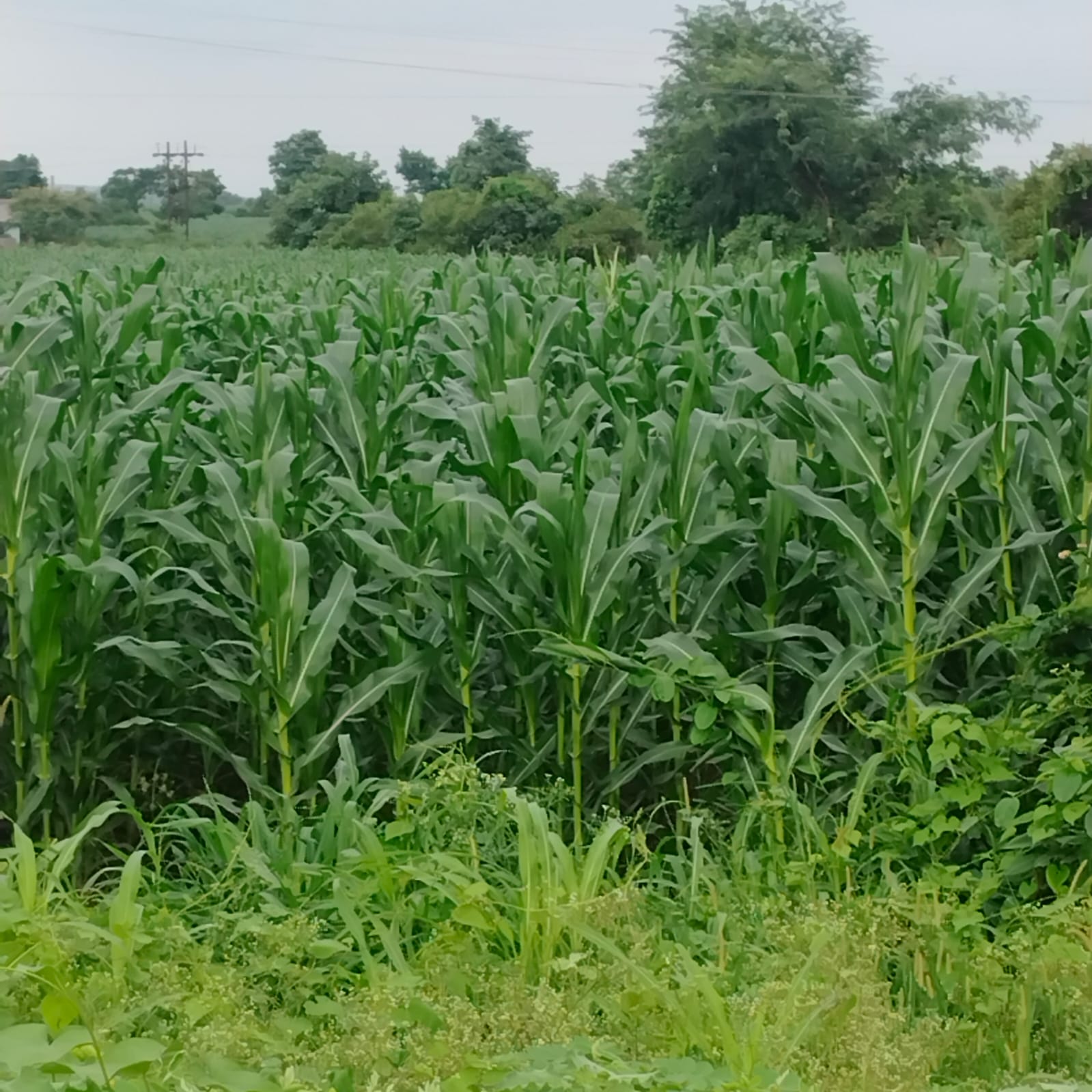 0.65 Hectares Khasra No.123/8 at Village Simariya Seoni MP for sale in Seoni — photo 3