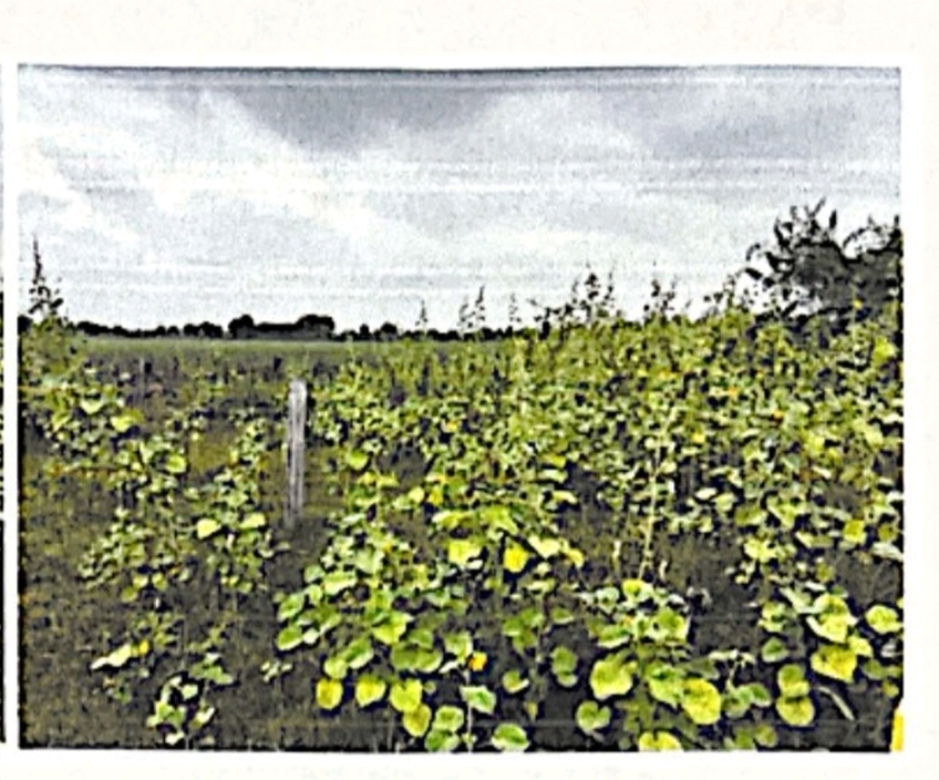 Plot for sale in Guntur — photo 1