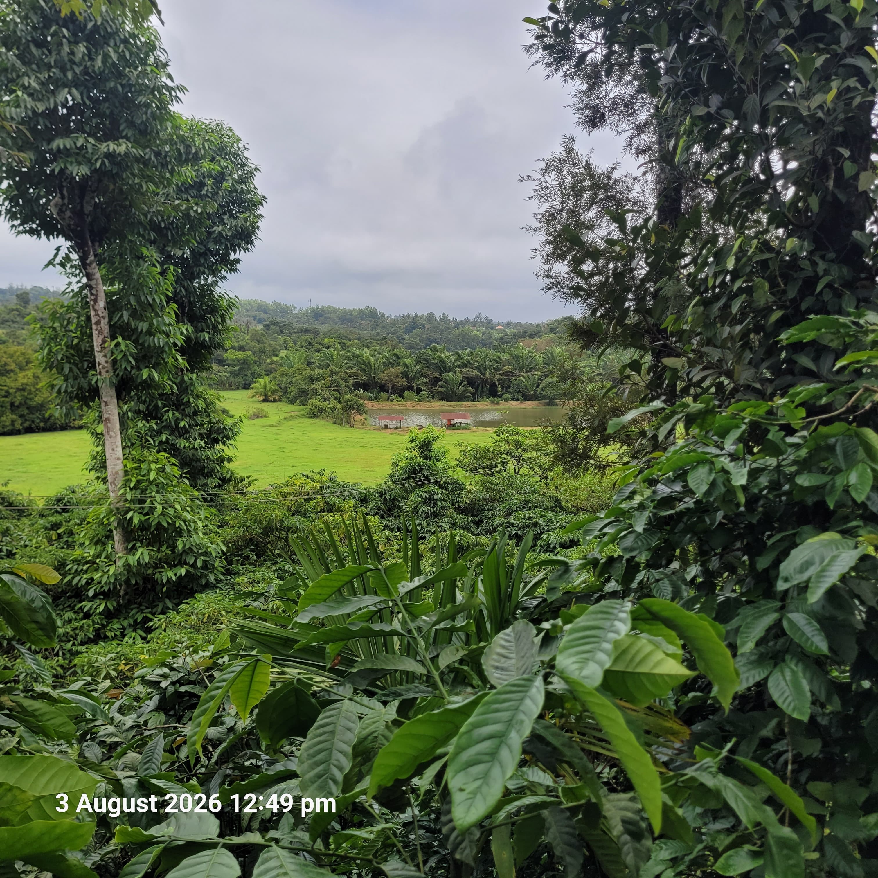 Agriculture Land for sale in KURUBATTUR VILLAGE Sakleshpur — photo 3