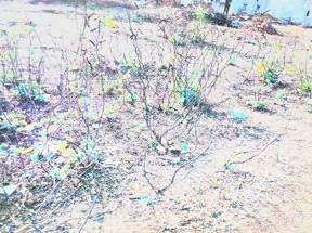 1500 square feet Plot for sale in Durg — photo 2