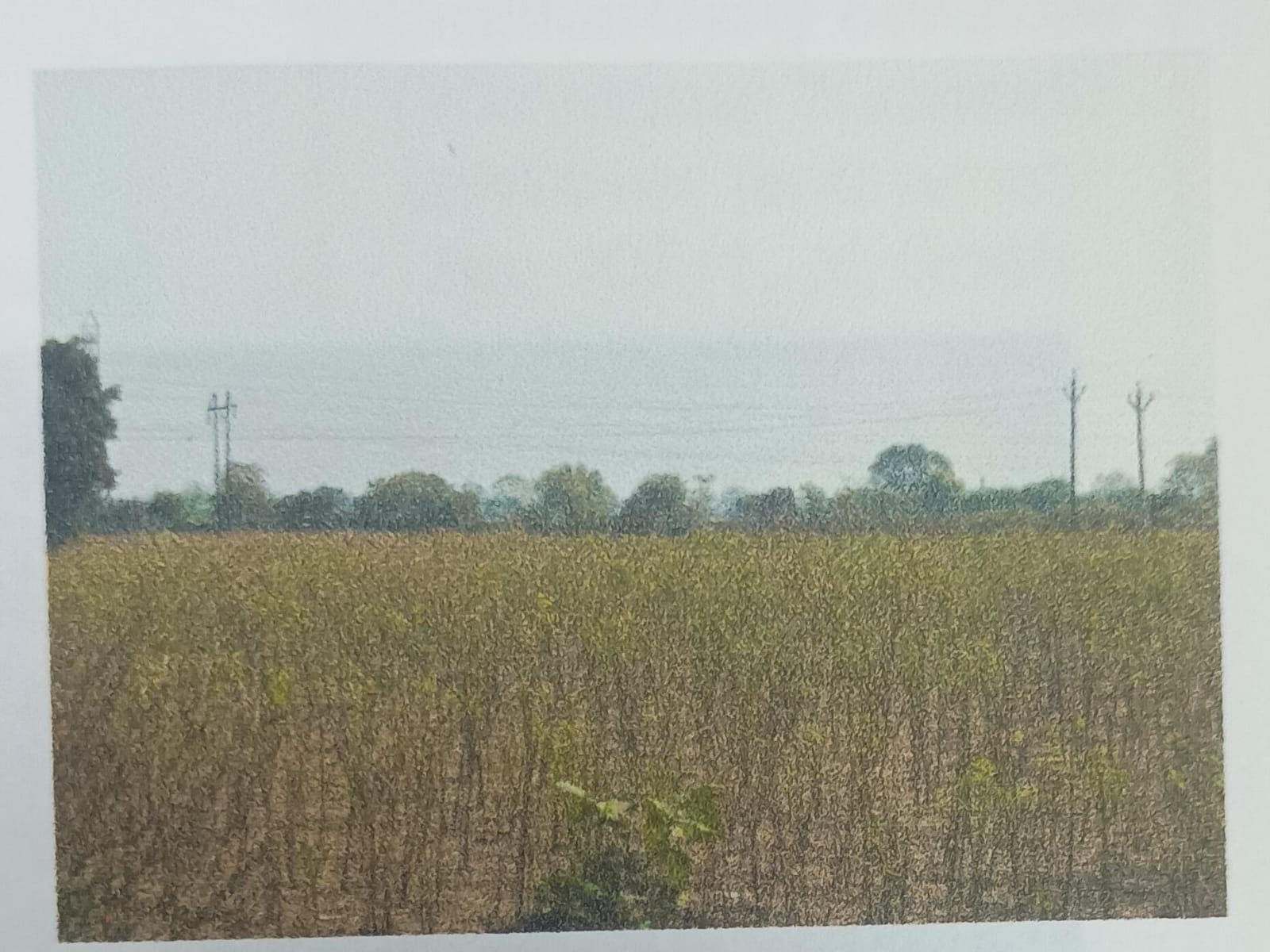 Plot for sale in Burhanpur Burhanpur — photo 3