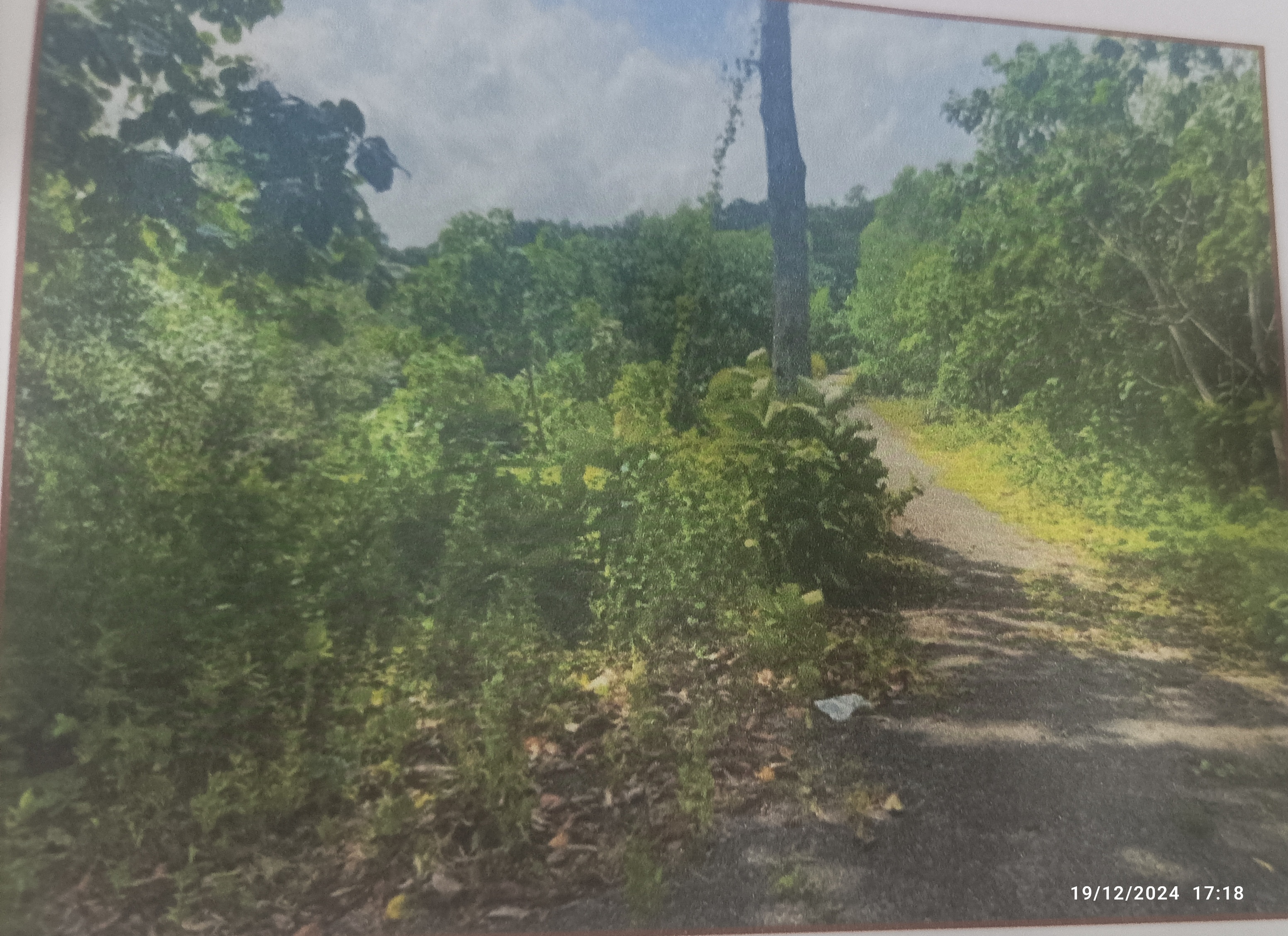 land with rubber trees for sale in Neyyattinkara Neyyattinkara — photo 1