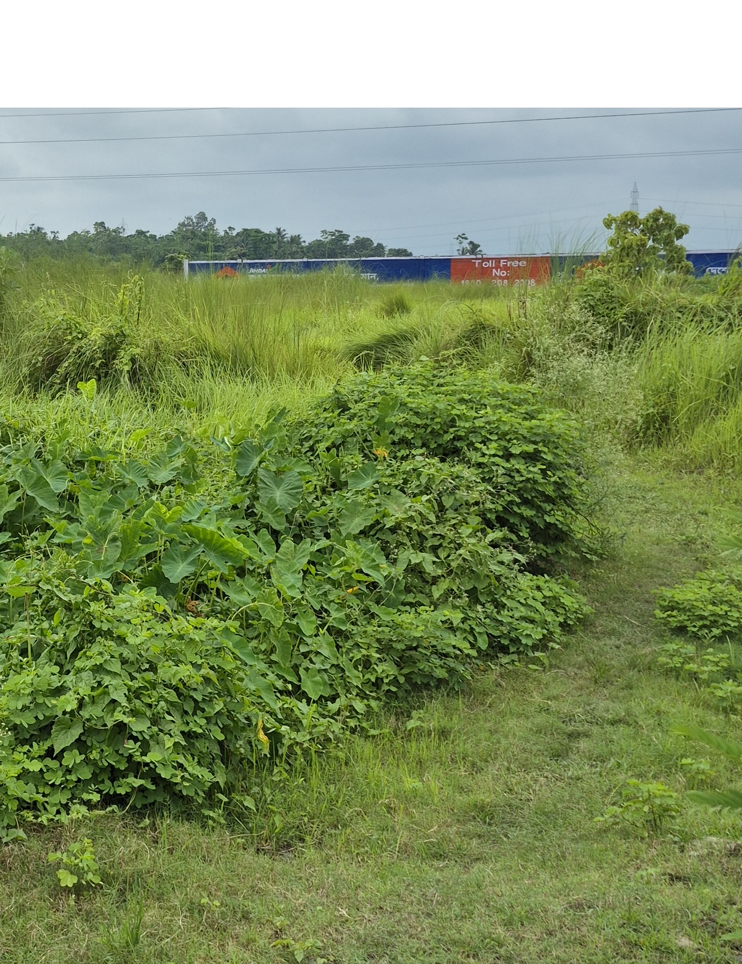 Plot for sale in Chakdaha — photo 2