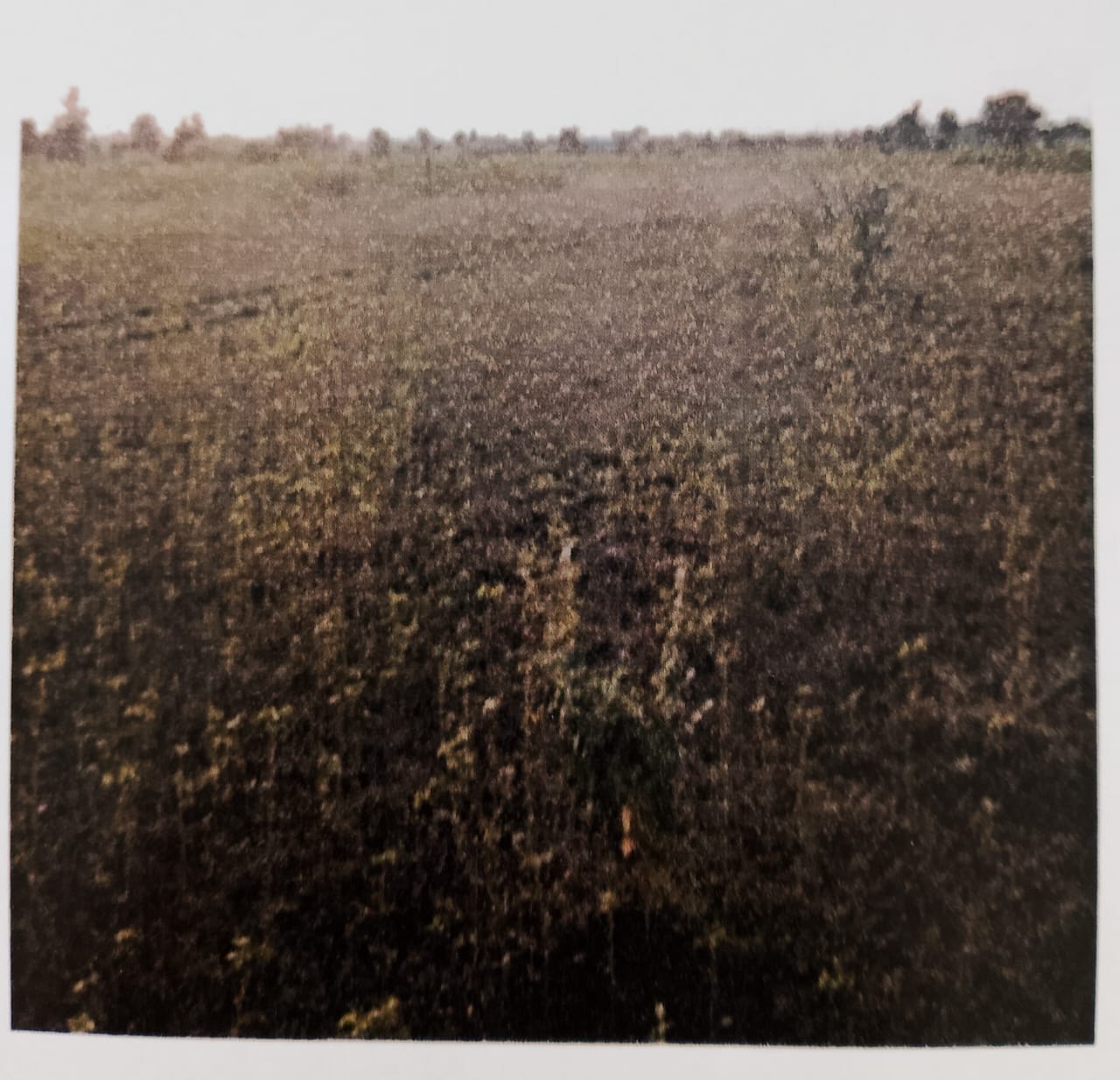 Plot for sale in FROM TAR PLANT BEHIND FLYOVER Bhadravati MIDC — photo 1