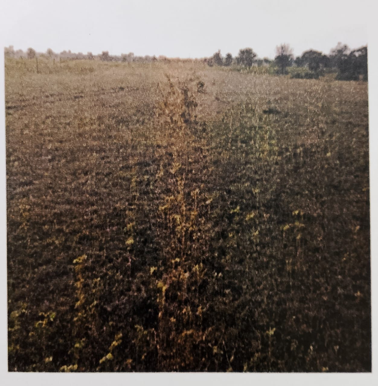 Plot for sale in FROM TAR PLANT BEHIND FLYOVER Bhadravati MIDC — photo 2