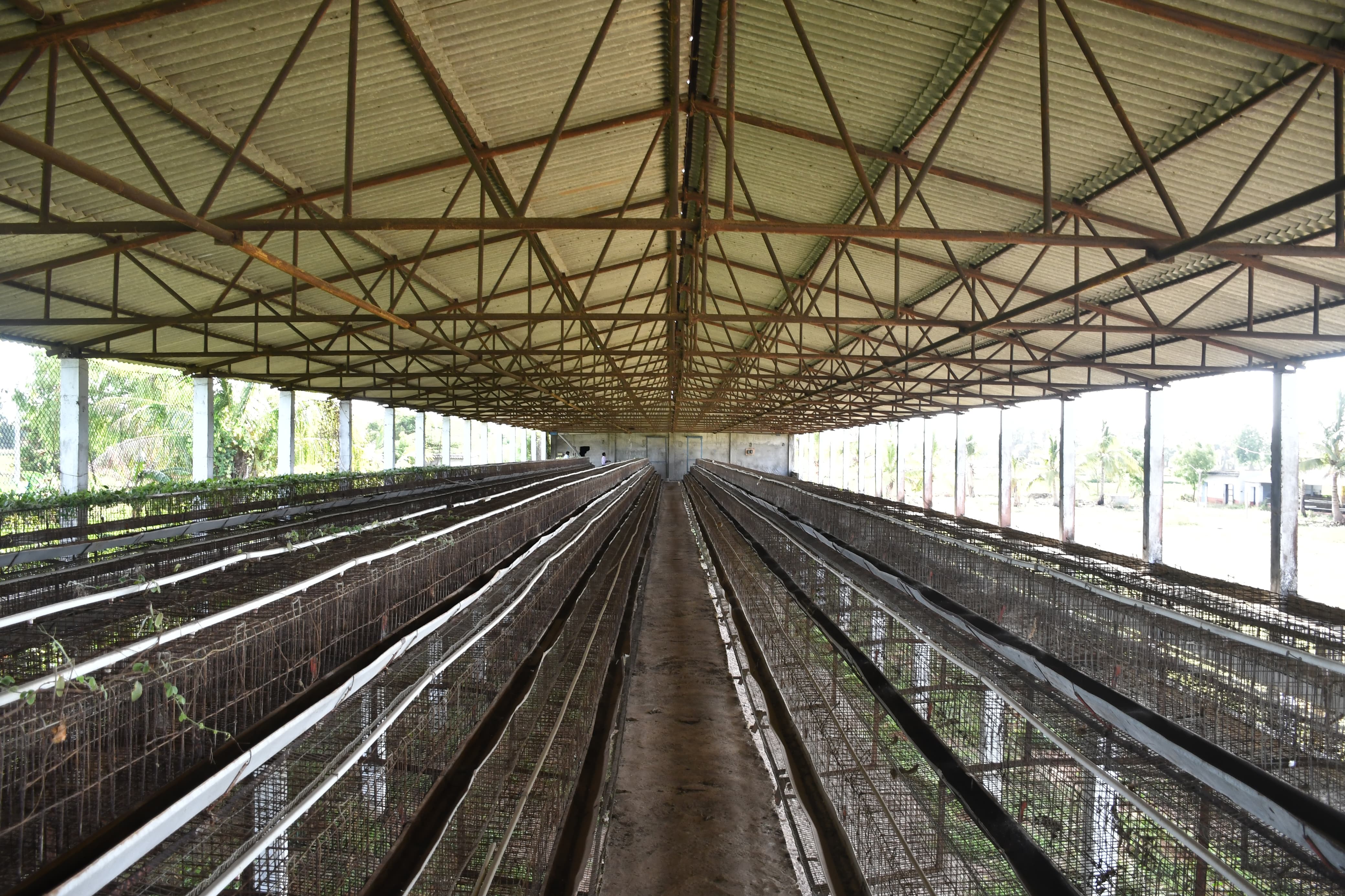 Poultry farm along with Non Agri.Land of 2.84 Acres land for sale in Main Road faced 2 Poultry Farms in 2.84 Ac Non-Agri Land at Thalluru road Bitragunta Kovurpalle — photo 3