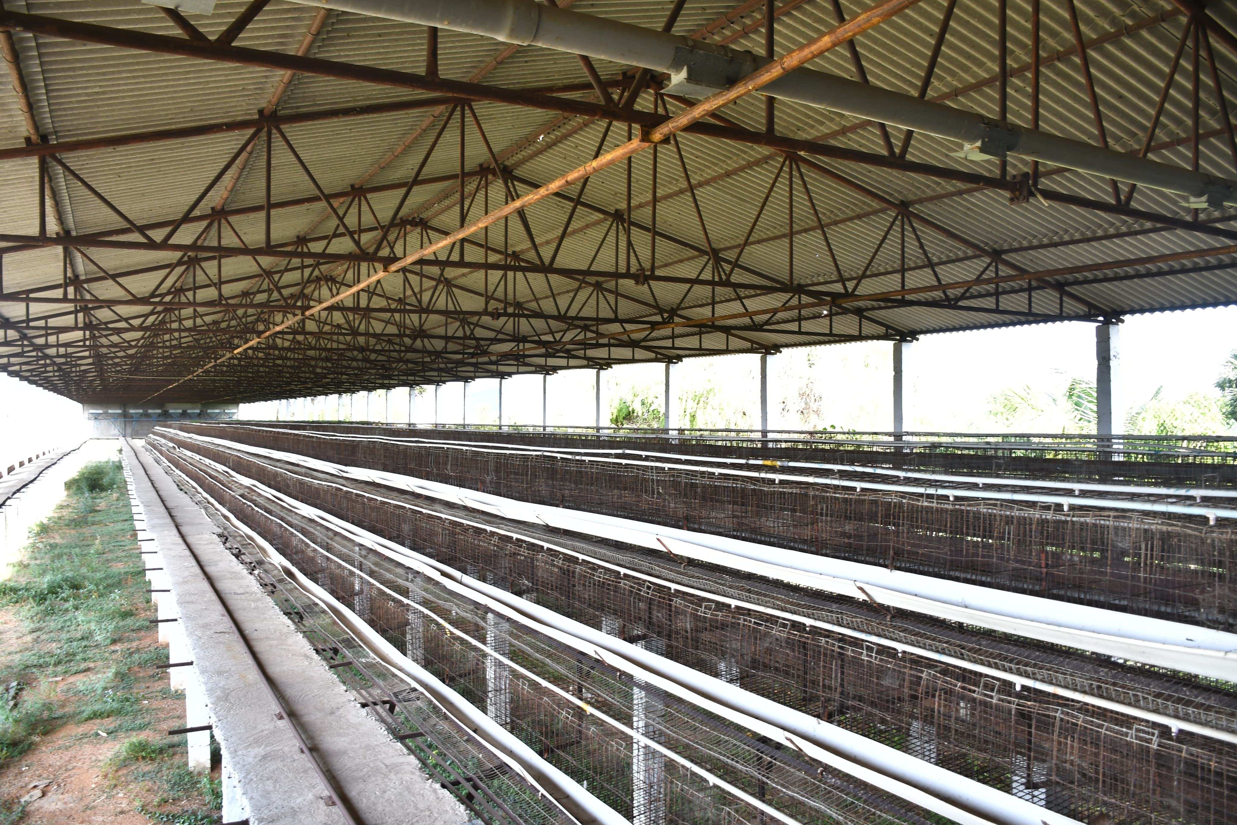 Poultry farm along with Non Agri.Land of 2.84 Acres land for sale in Main Road faced 2 Poultry Farms in 2.84 Ac Non-Agri Land at Thalluru road Bitragunta Kovurpalle — photo 8