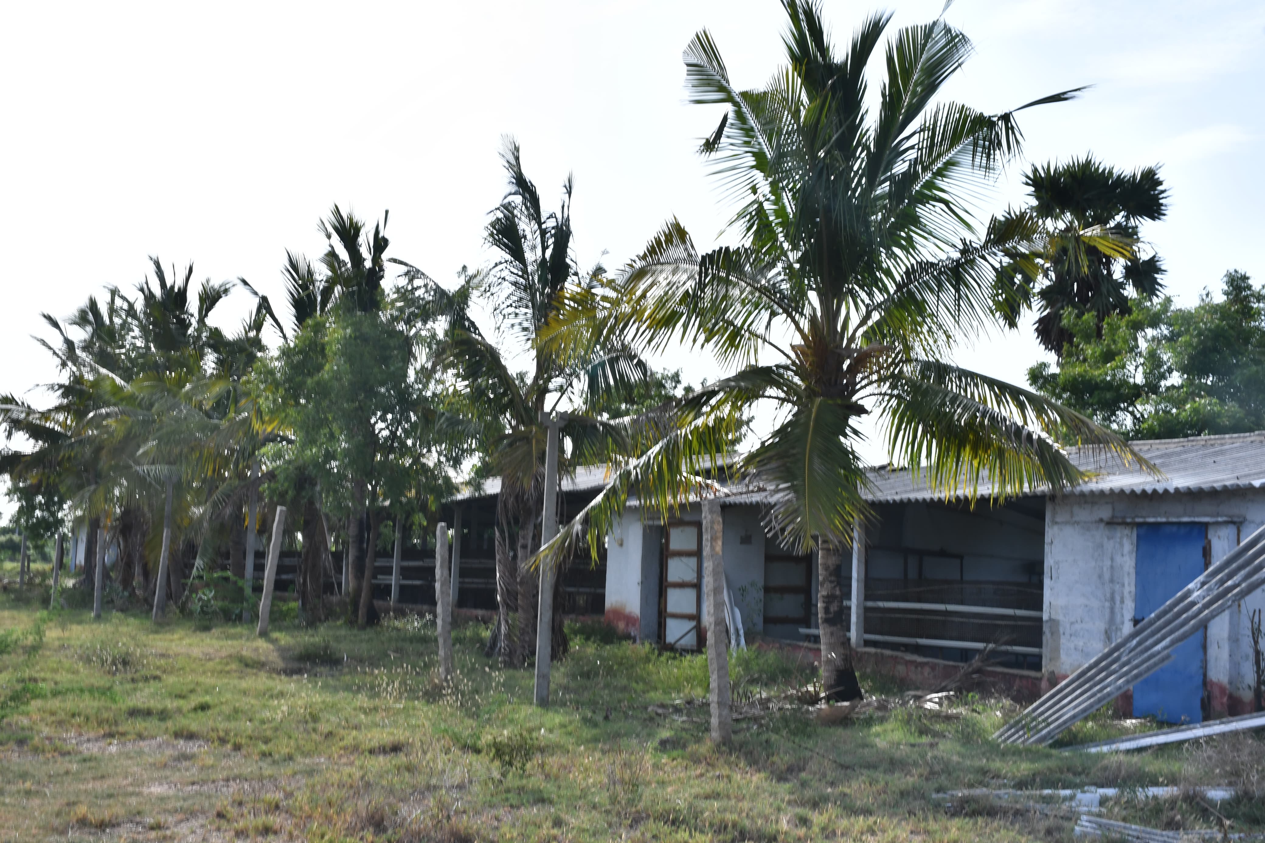 Poultry farm along with Non Agri.Land of 2.84 Acres land for sale in Main Road faced 2 Poultry Farms in 2.84 Ac Non-Agri Land at Thalluru road Bitragunta Kovurpalle — photo 10