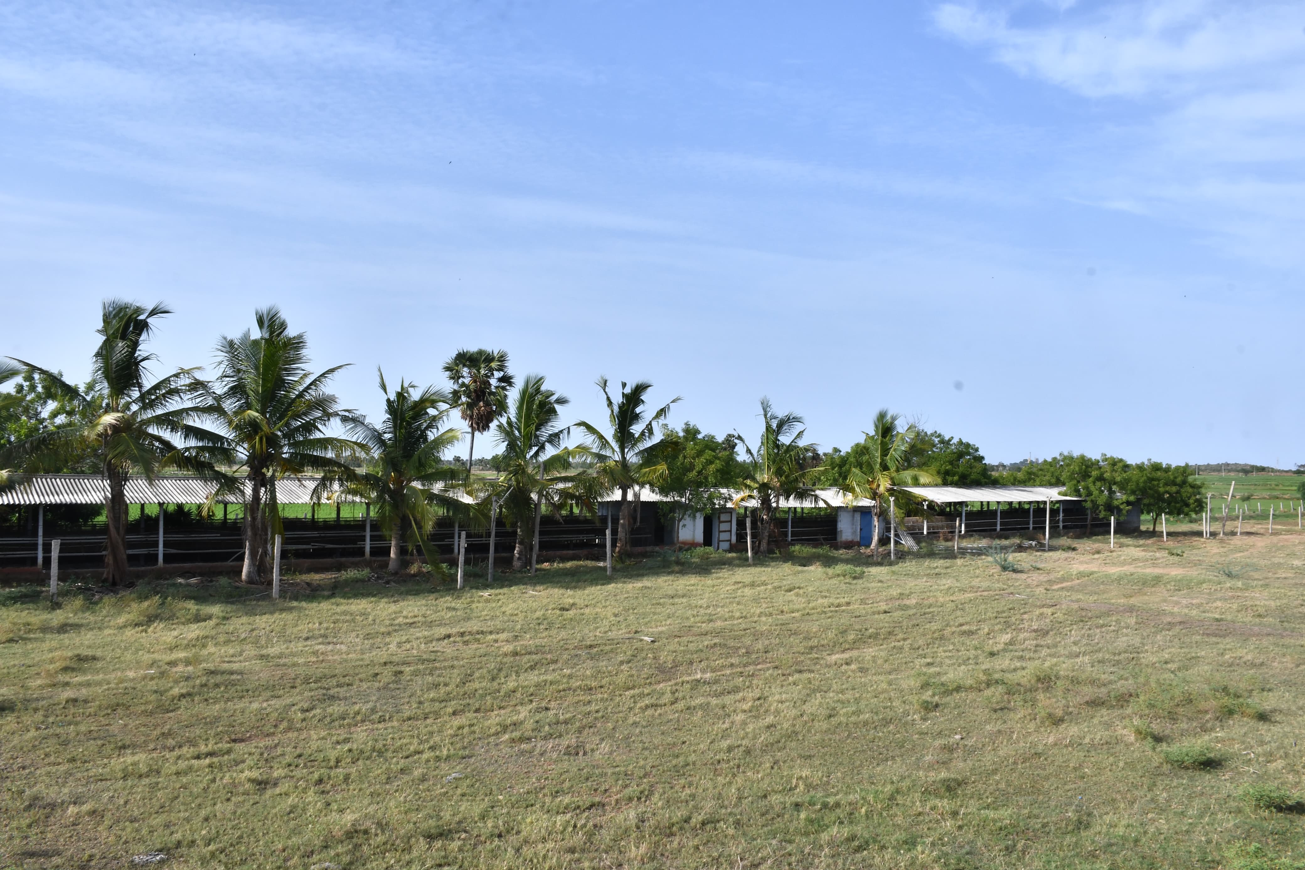 Poultry farm along with Non Agri.Land of 2.84 Acres land for sale in Main Road faced 2 Poultry Farms in 2.84 Ac Non-Agri Land at Thalluru road Bitragunta Kovurpalle — photo 18