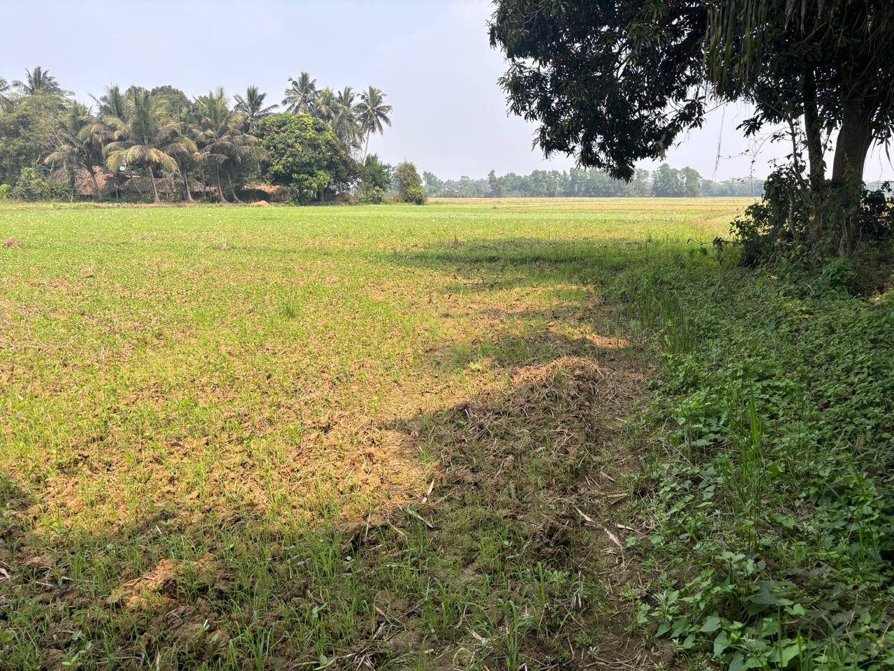 2178 square feet Plot for sale in Jagatsinghpur Jagatsinghpur — photo 1