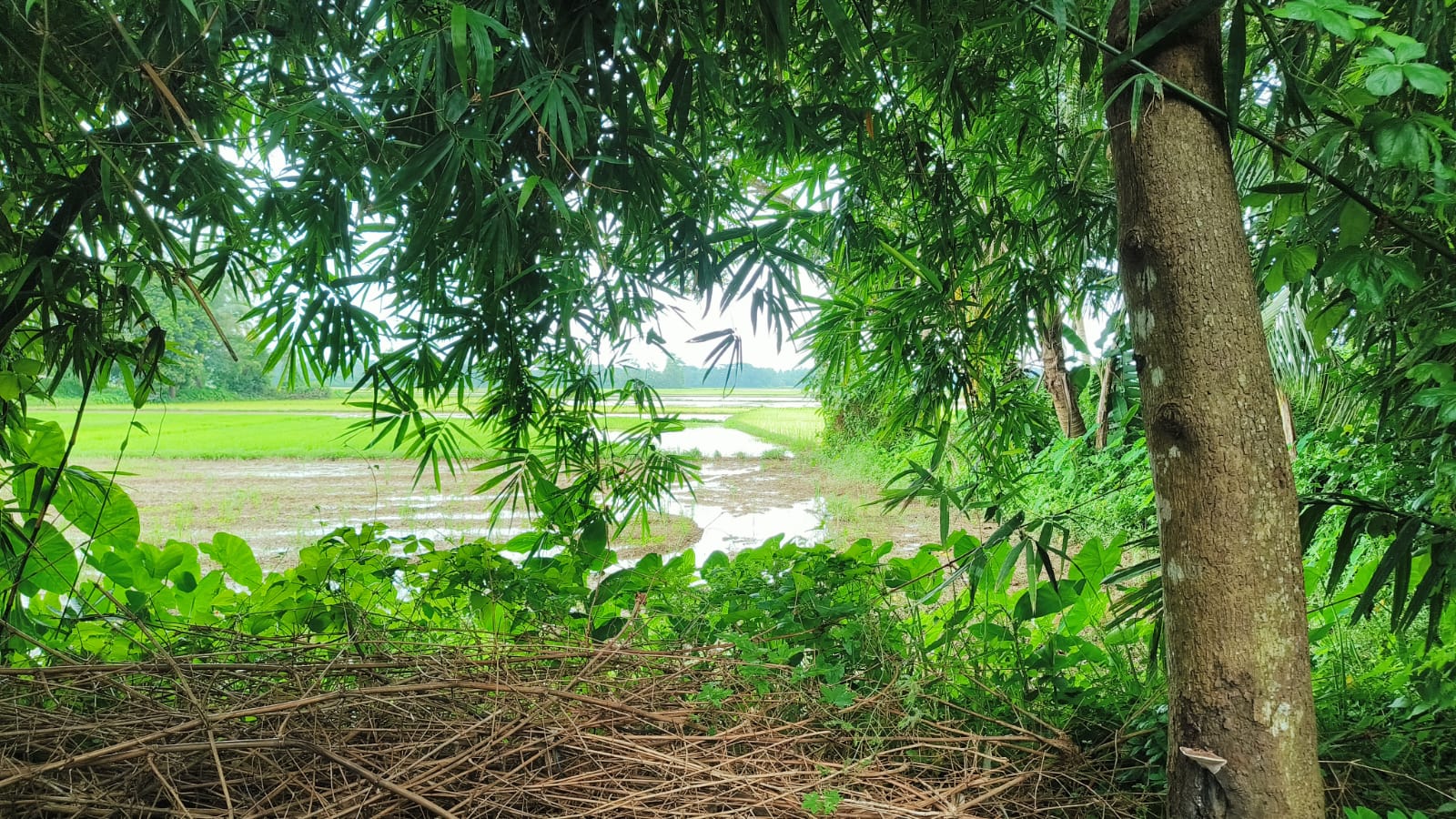 2178 square feet Plot for sale in Jagatsinghpur Jagatsinghpur — photo 2