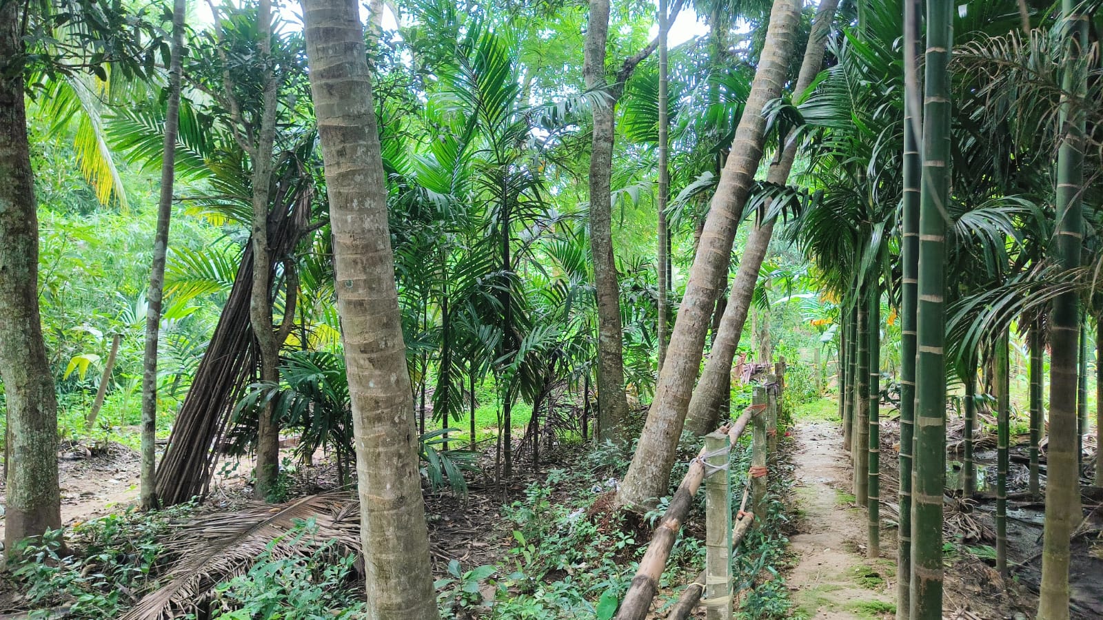 BAGAYAT for sale in Jagatsinghpur Jagatsinghpur — photo 2